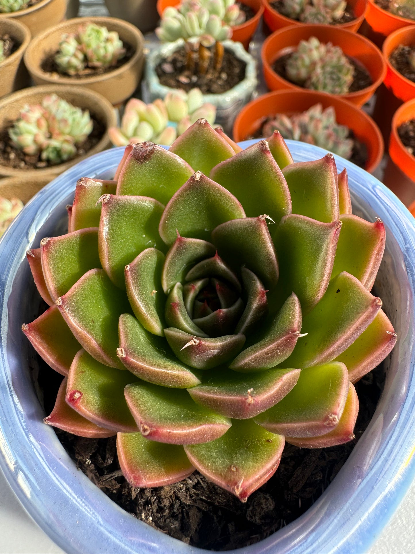 Echeveria Christmas ELK