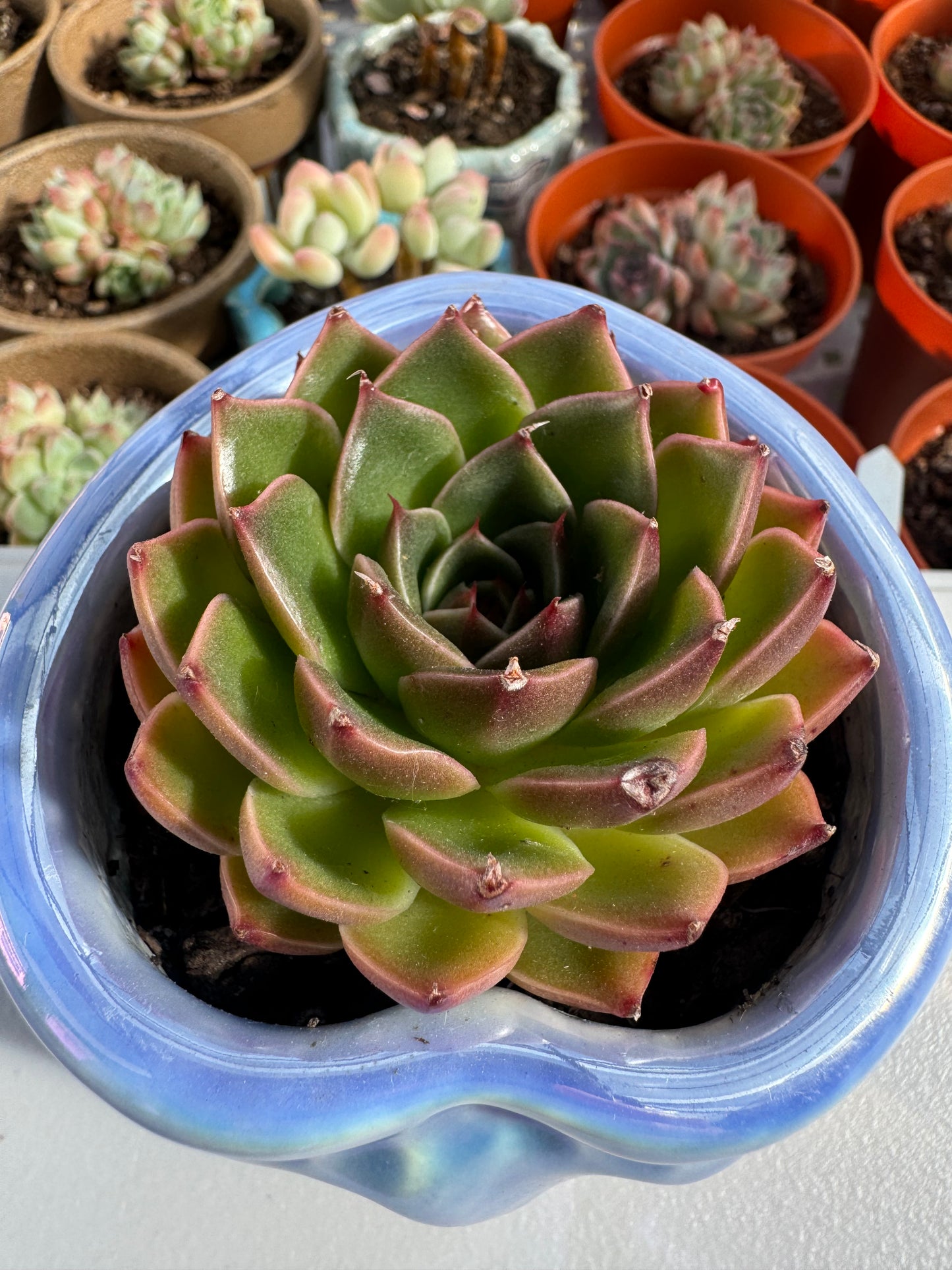 Echeveria Christmas ELK