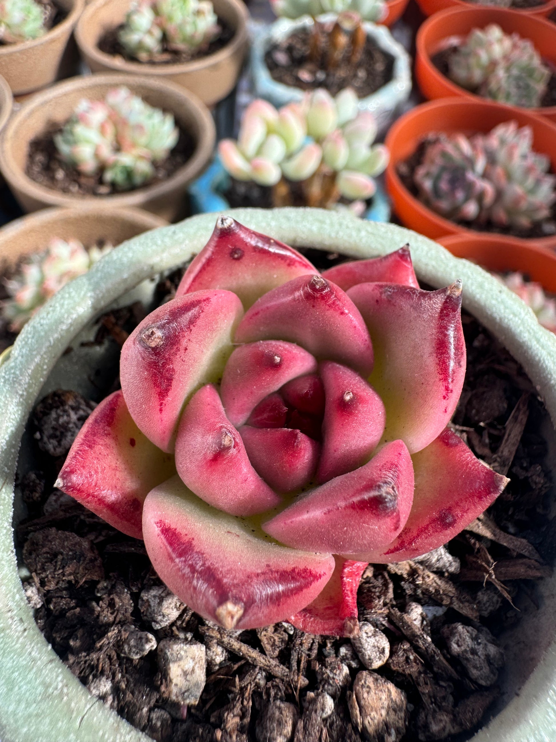 sweet and succulent shop Echeveria Beauty's Sweet Words