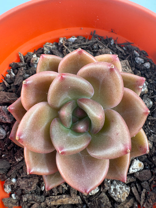 Echeveria Brandy