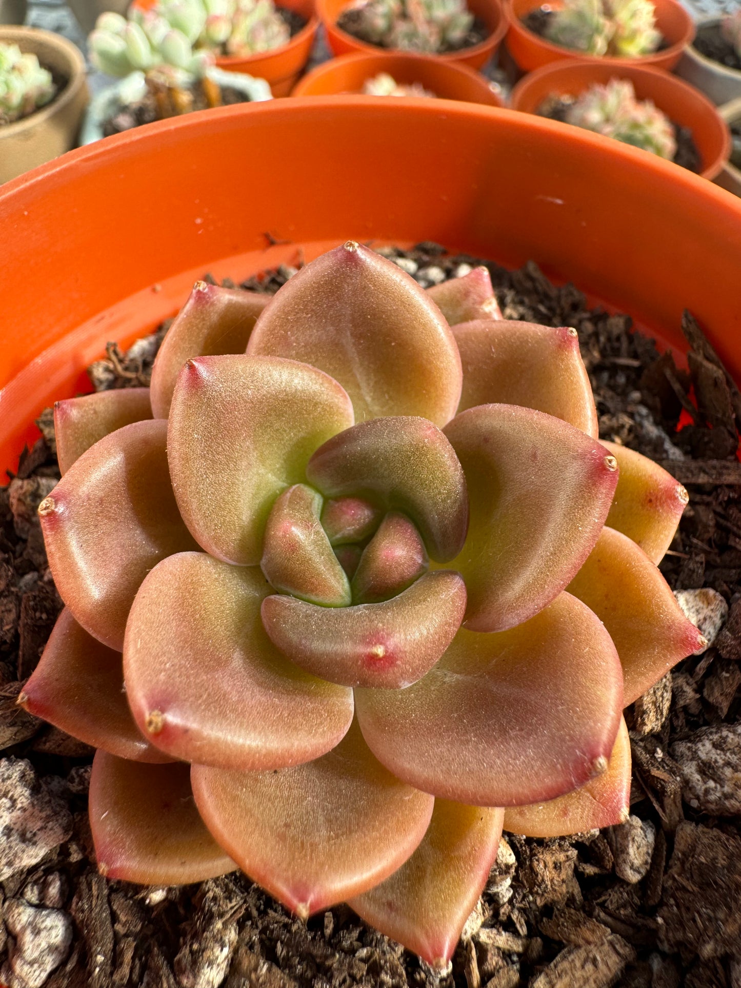 Echeveria Brandy