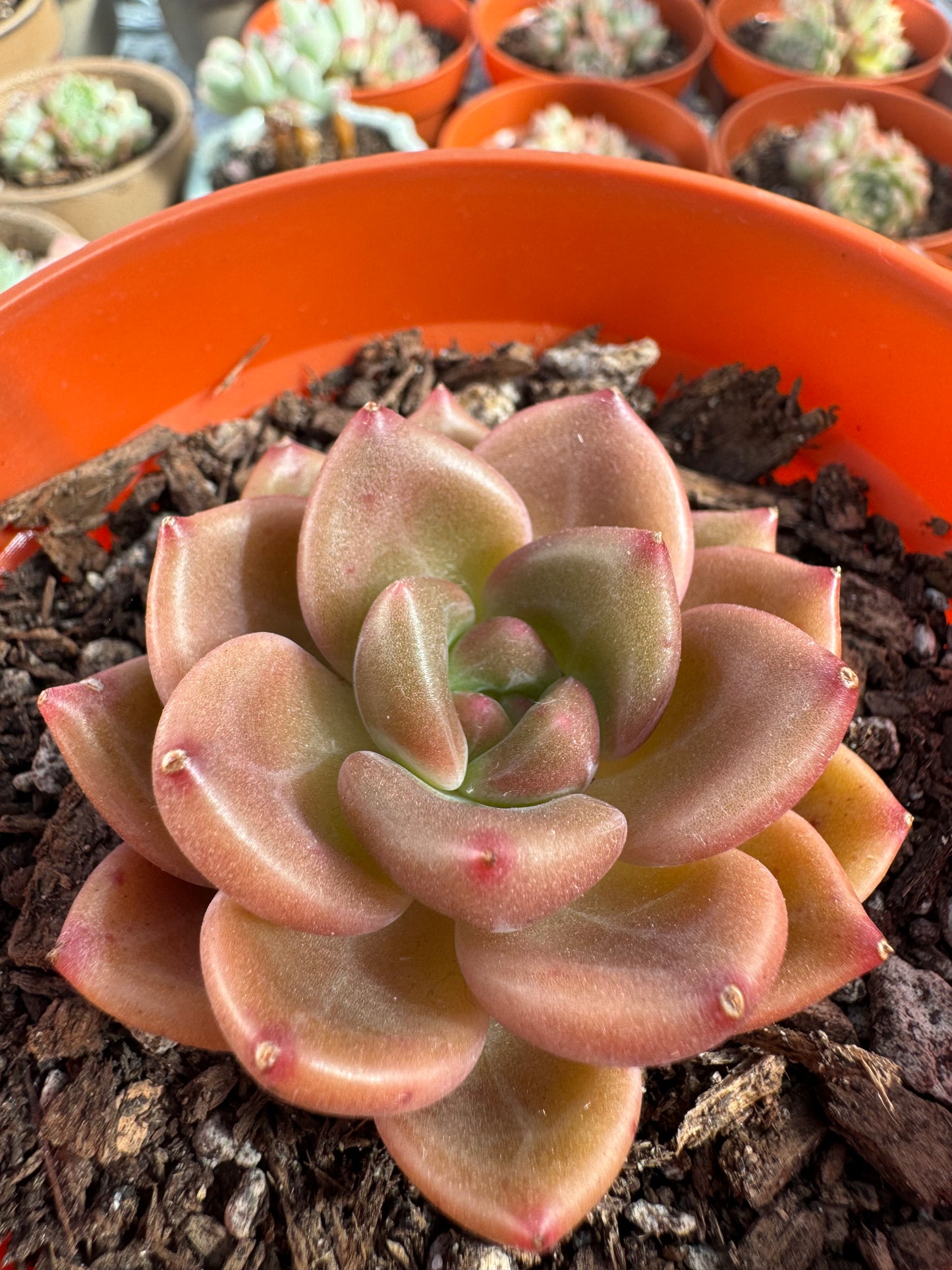 Echeveria Brandy