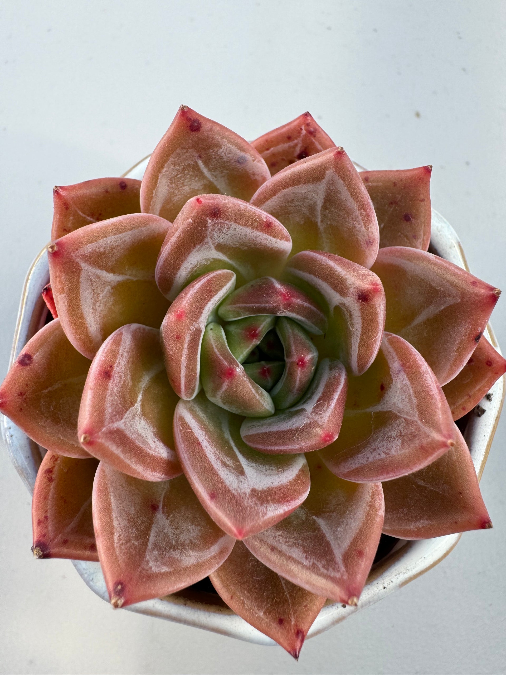 champagne succulent Echeveria Wine Red Champagne – Extra Succulent