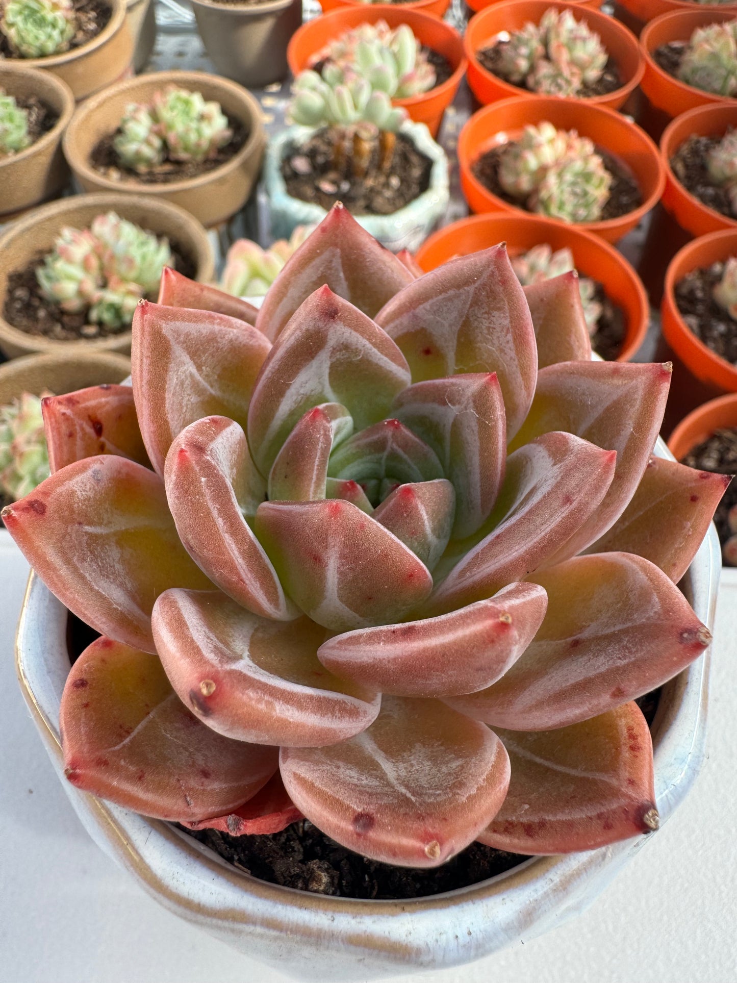 Echeveria Wine Red Champagne