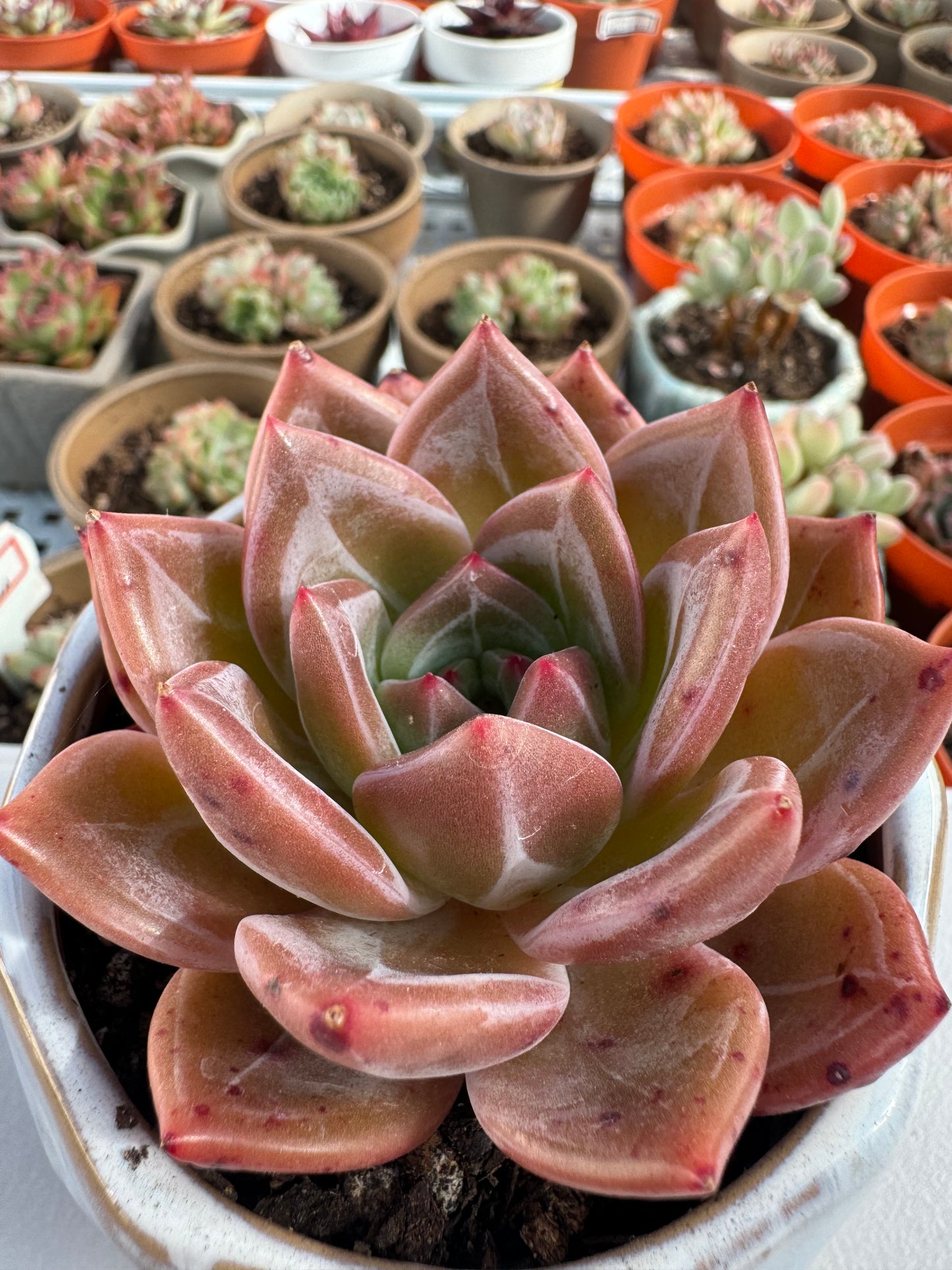 Echeveria Wine Red Champagne