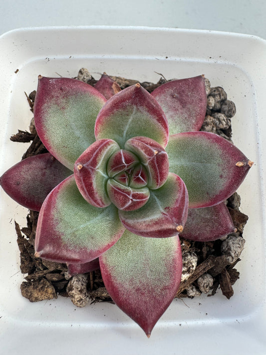 Echeveria Angela