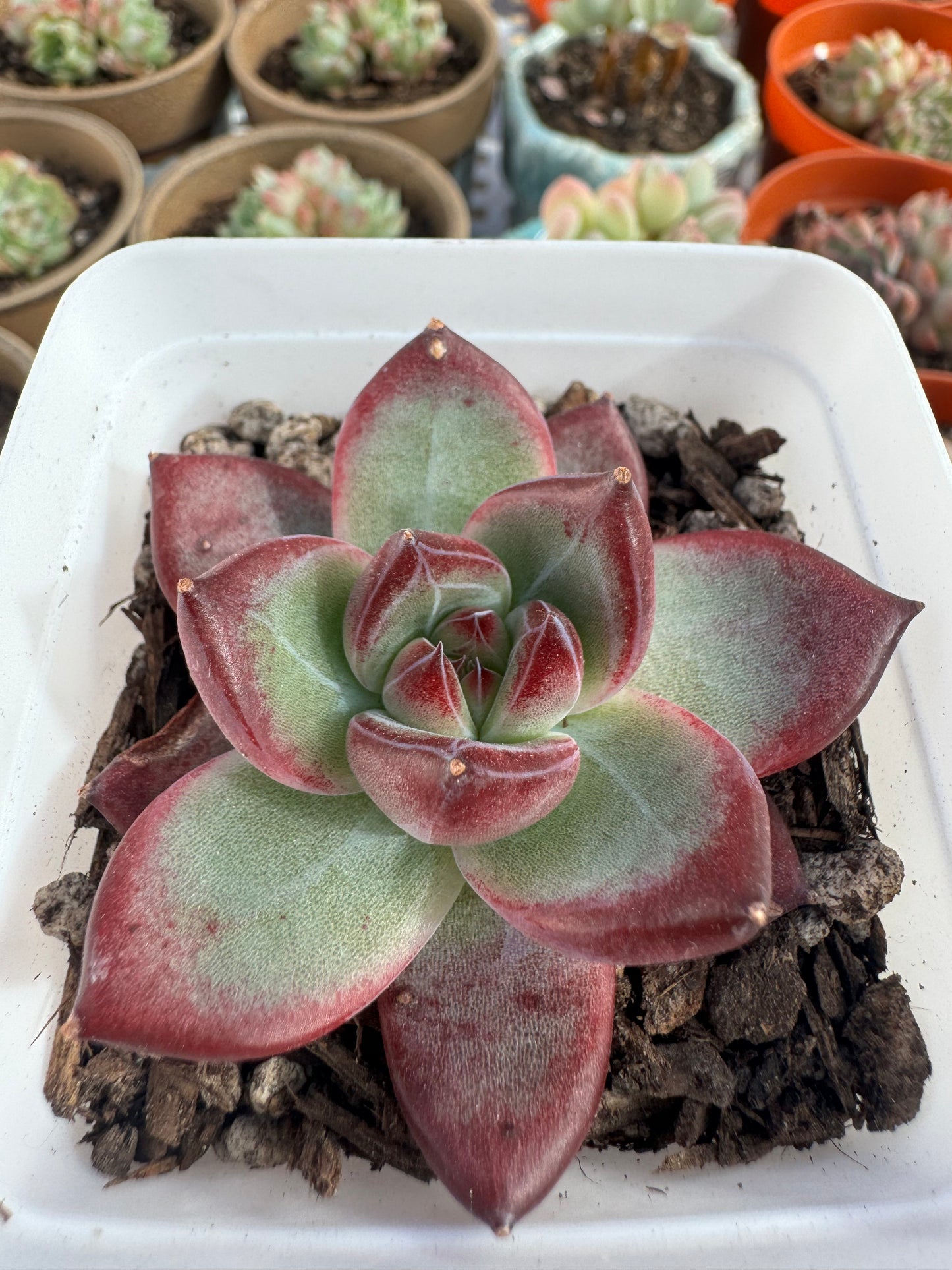 Echeveria Angela