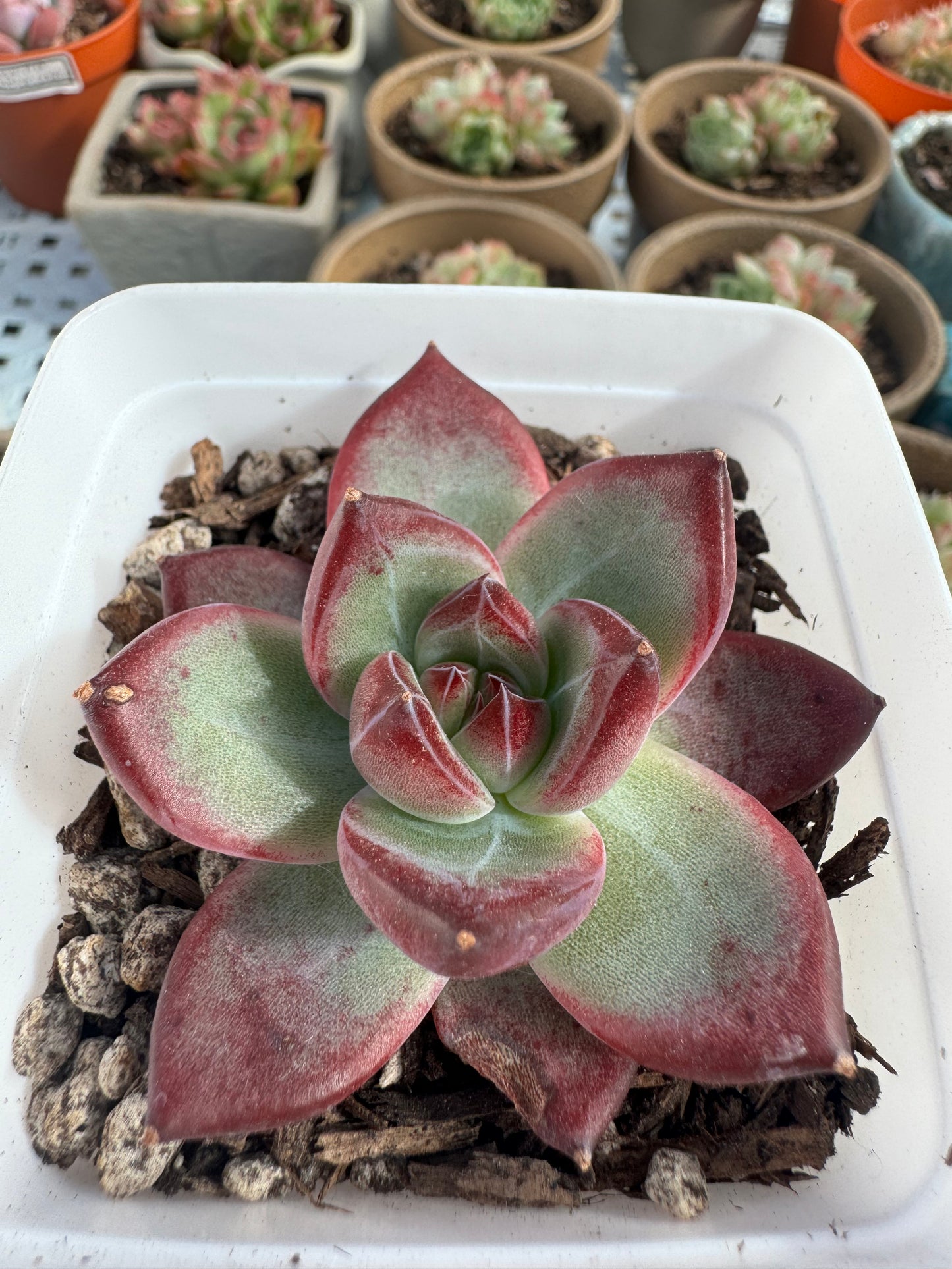 Echeveria Angela