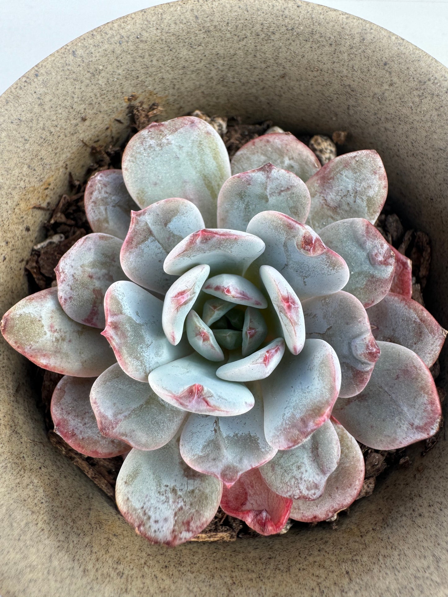 Echeveria Sunflower