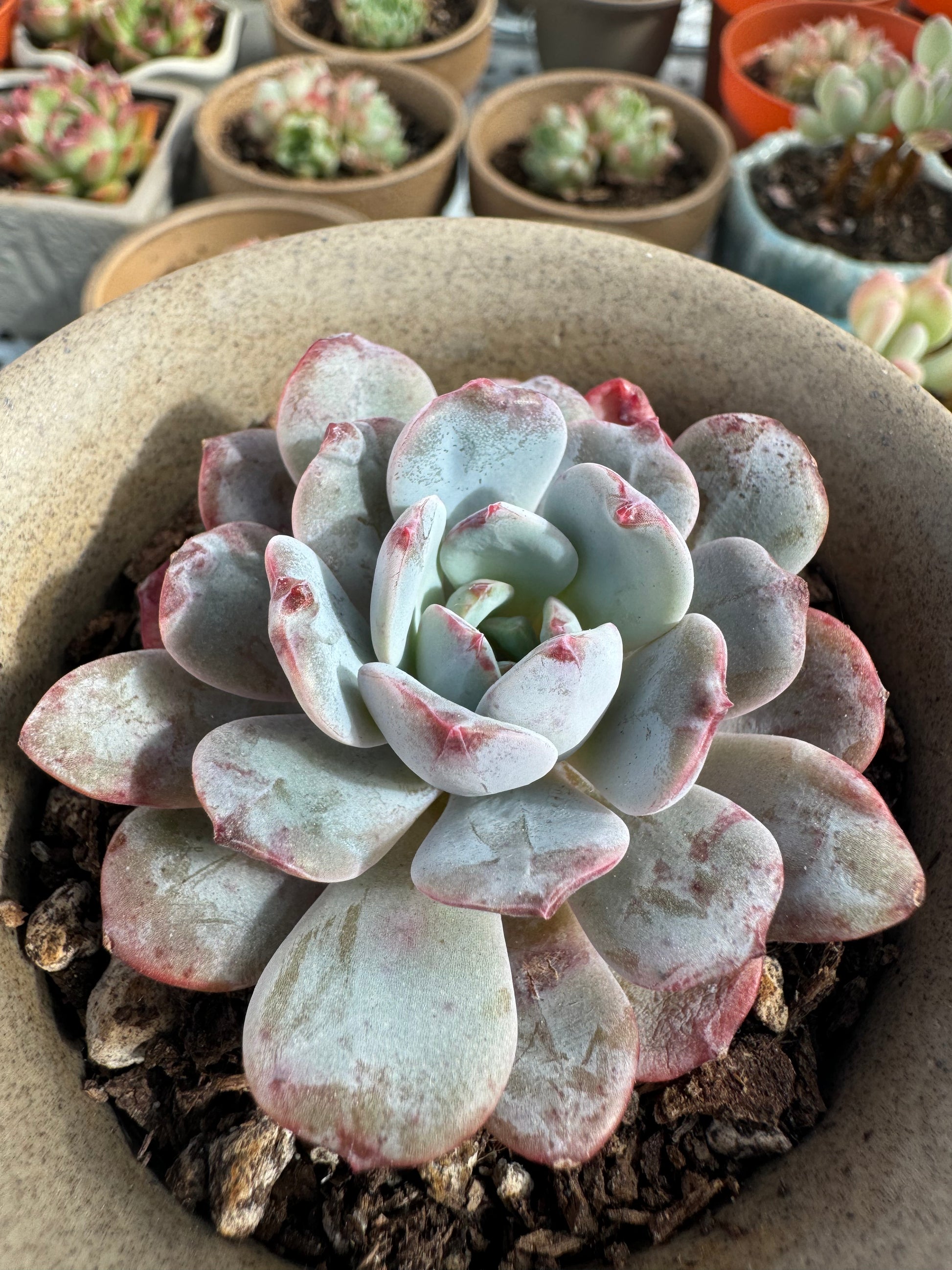 sunflower succulent Echeveria Sunflower