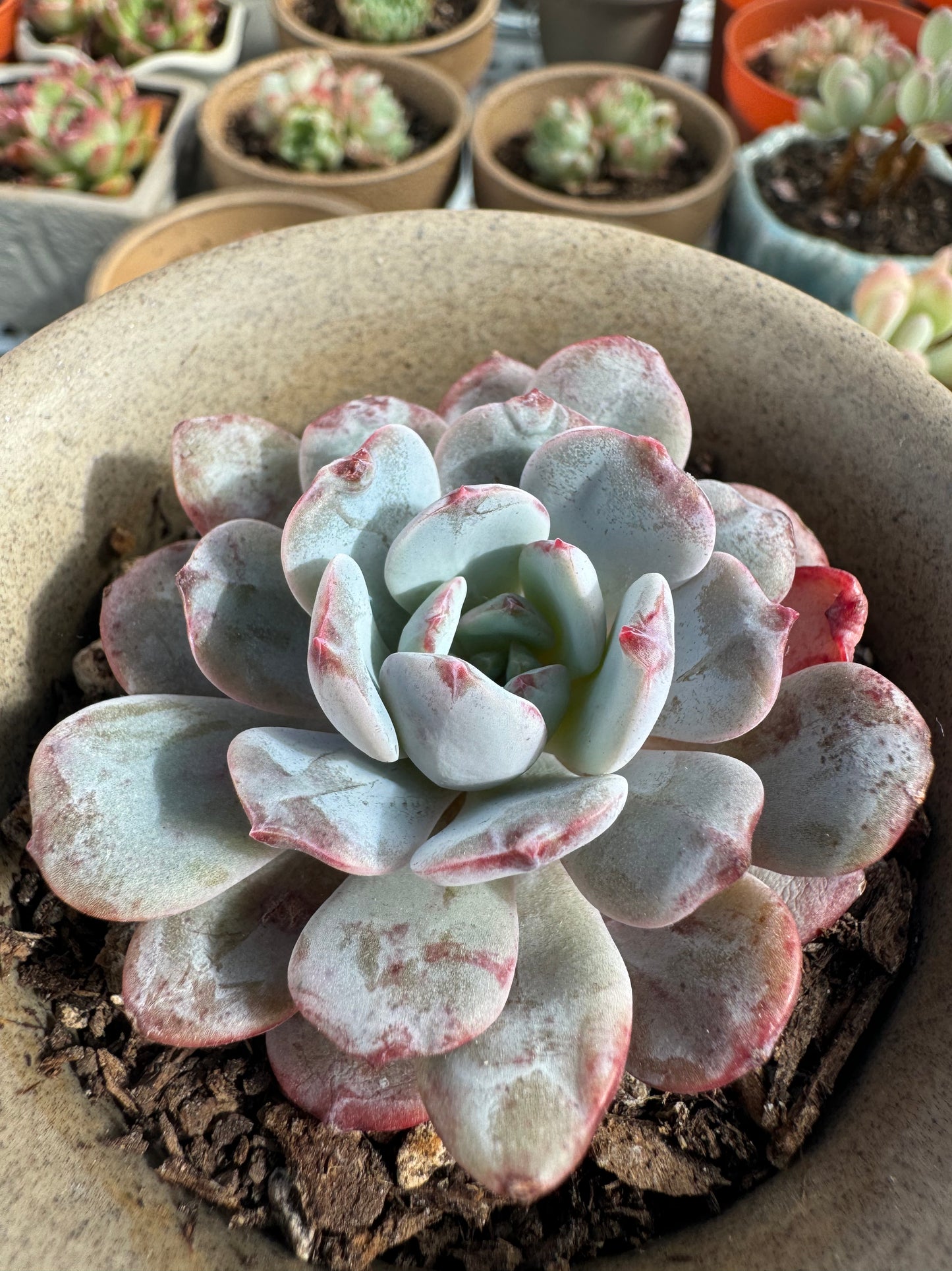 Echeveria Sunflower