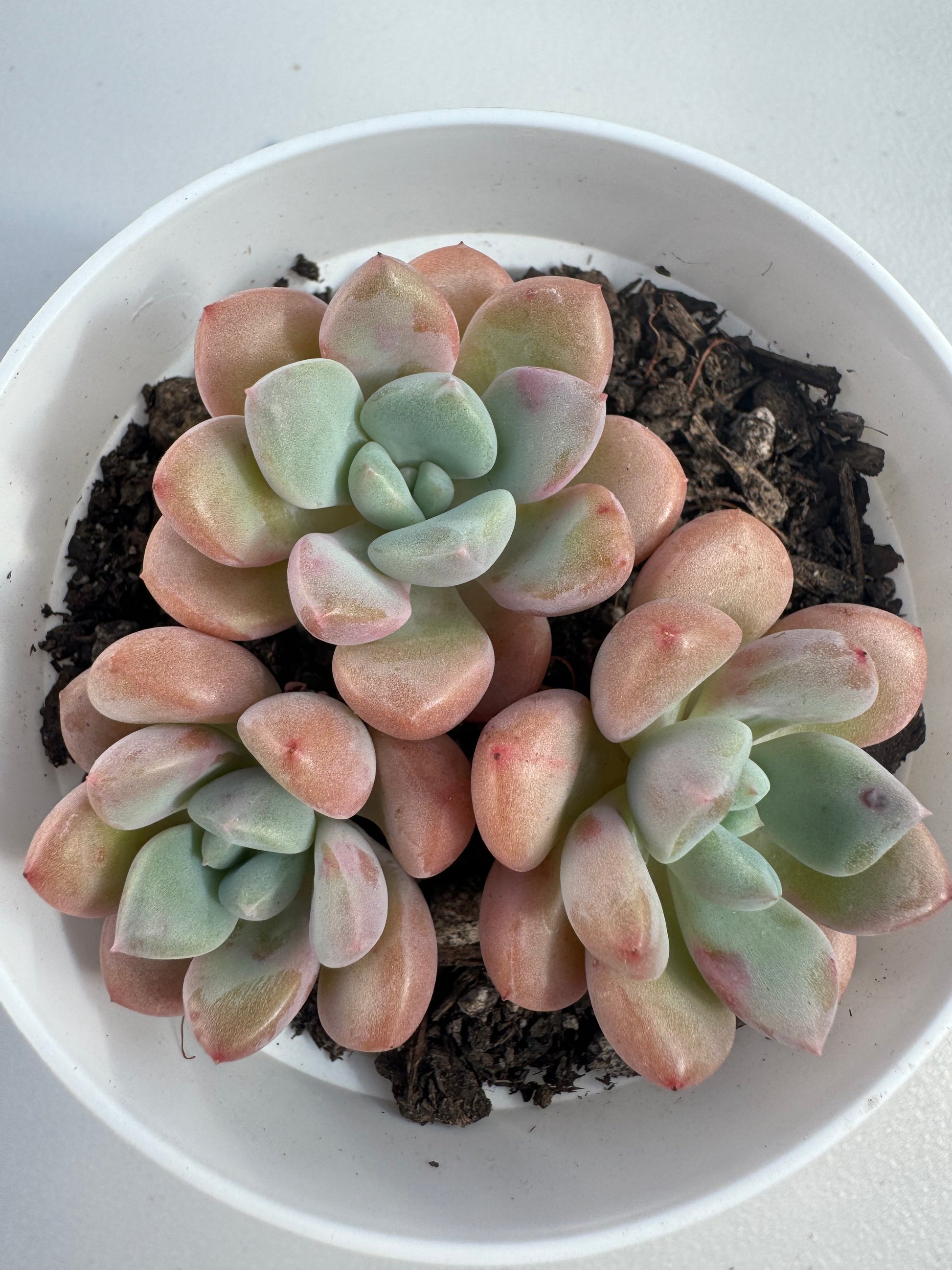 spotted succulent Echeveria Spotted Deer – Extra Succulent