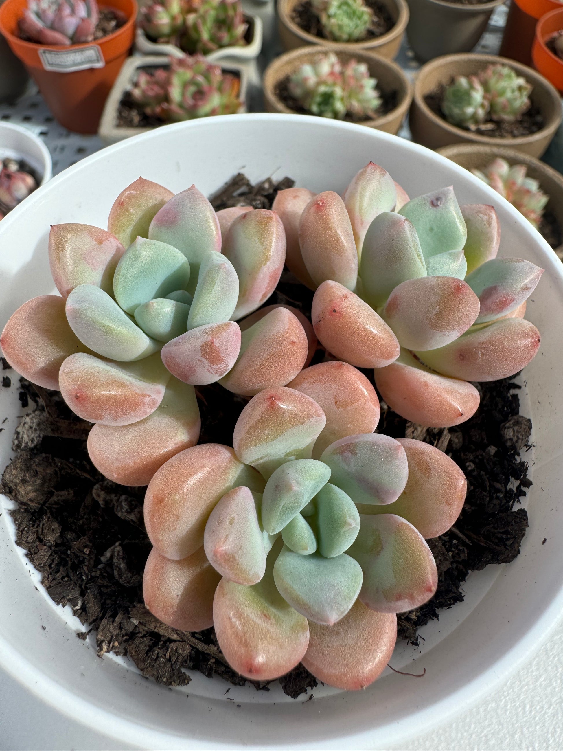 deer antler succulent Echeveria Spotted Deer – Extra Succulent