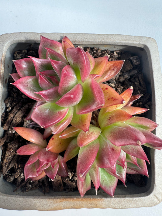 Echeveria Floriana