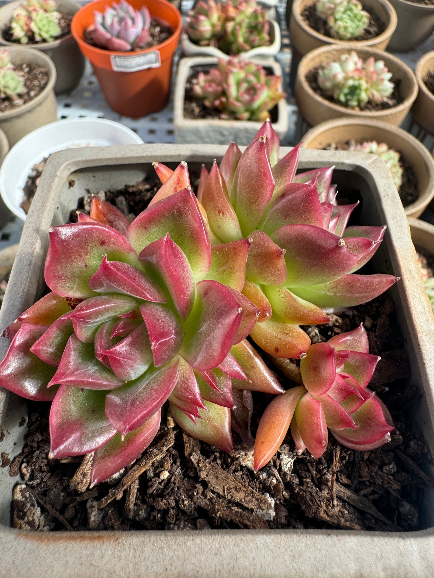 Echeveria Floriana