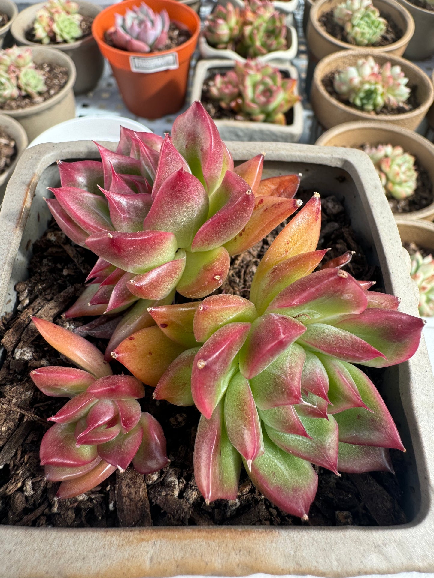 Echeveria Floriana