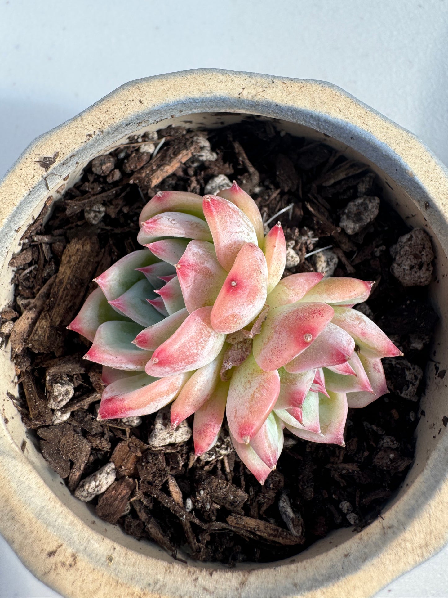 Echeveria AK Maria