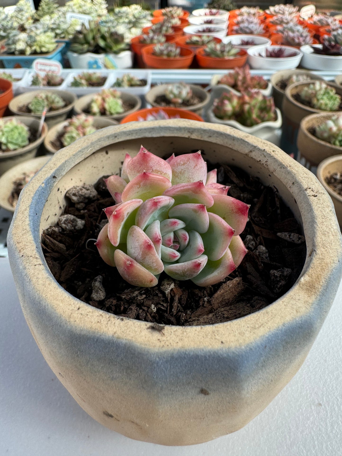 Echeveria AK Maria