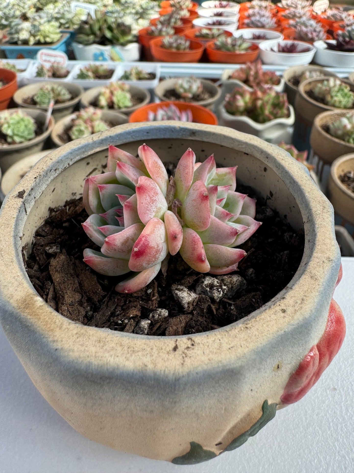 Echeveria AK Maria