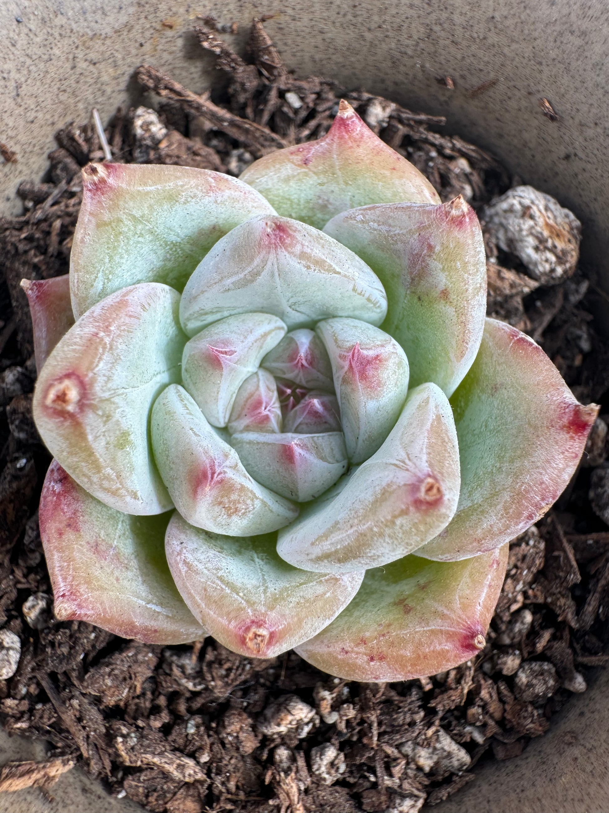 succulent white Echeveria White Sugar – Extra Succulent