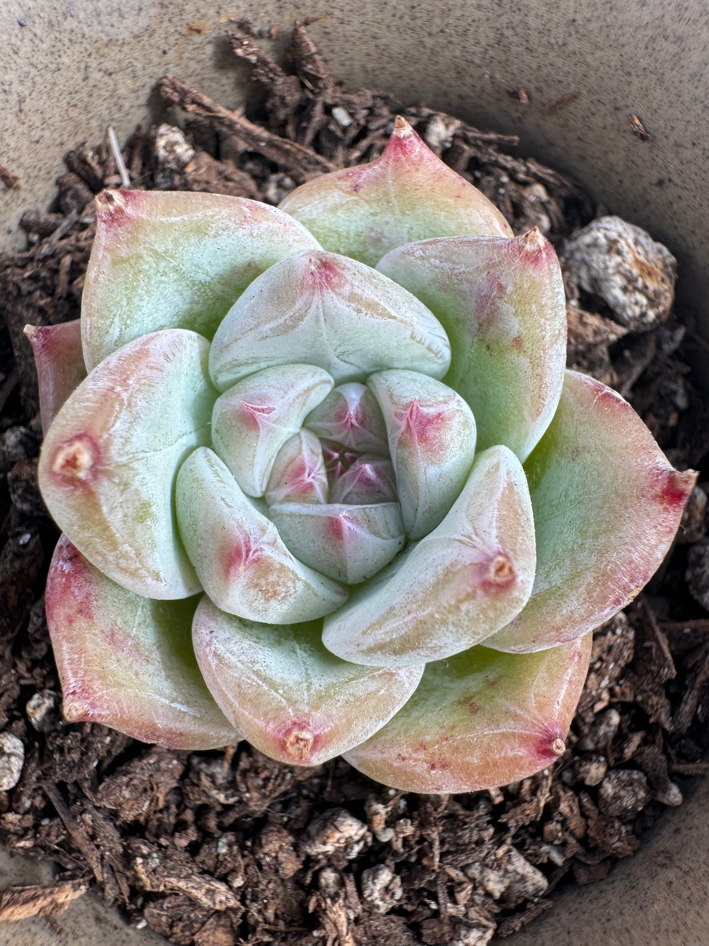 Echeveria White Sugar