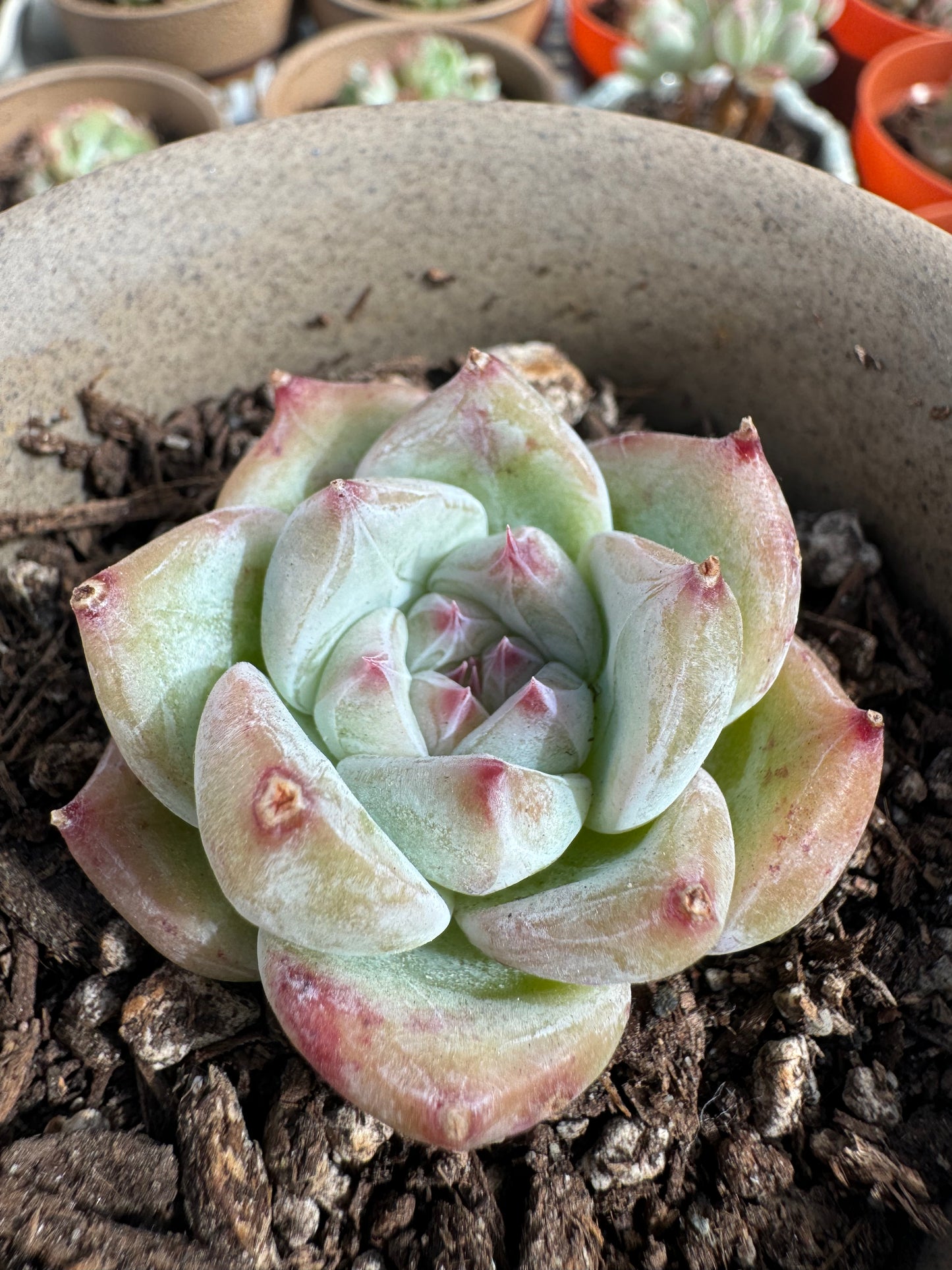 Echeveria White Sugar