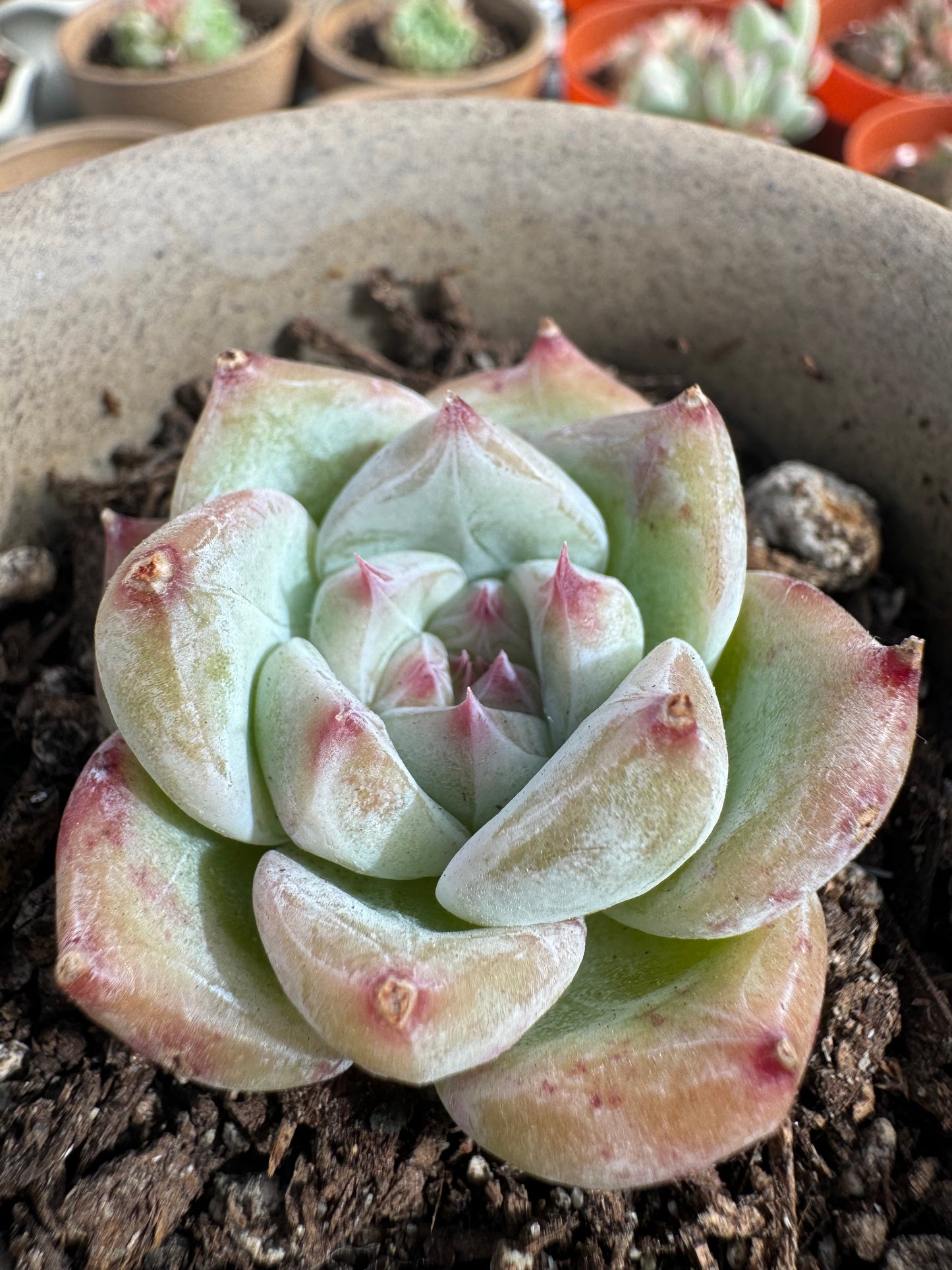 Echeveria White Sugar