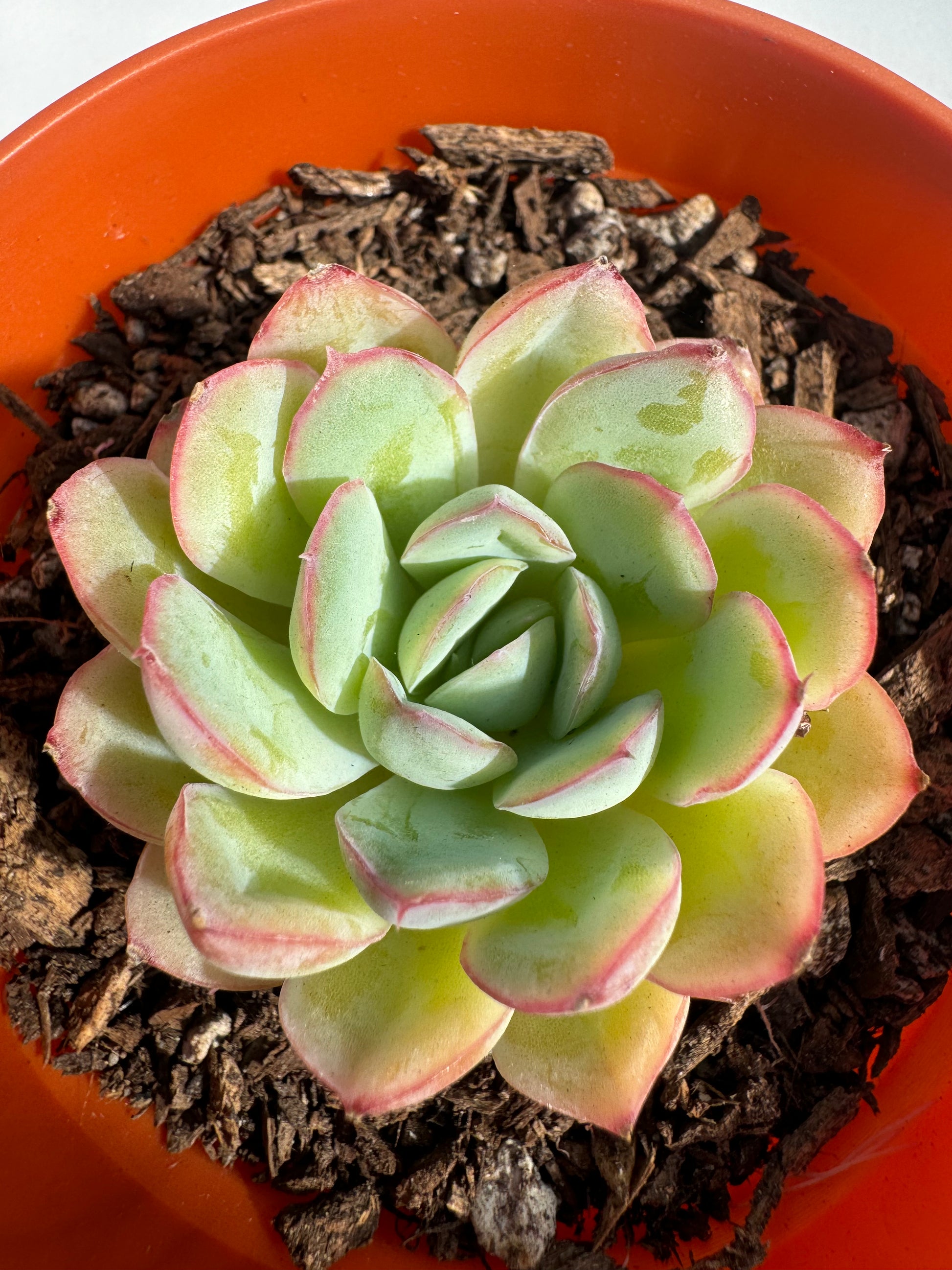 succulent berry Echeveria Berry