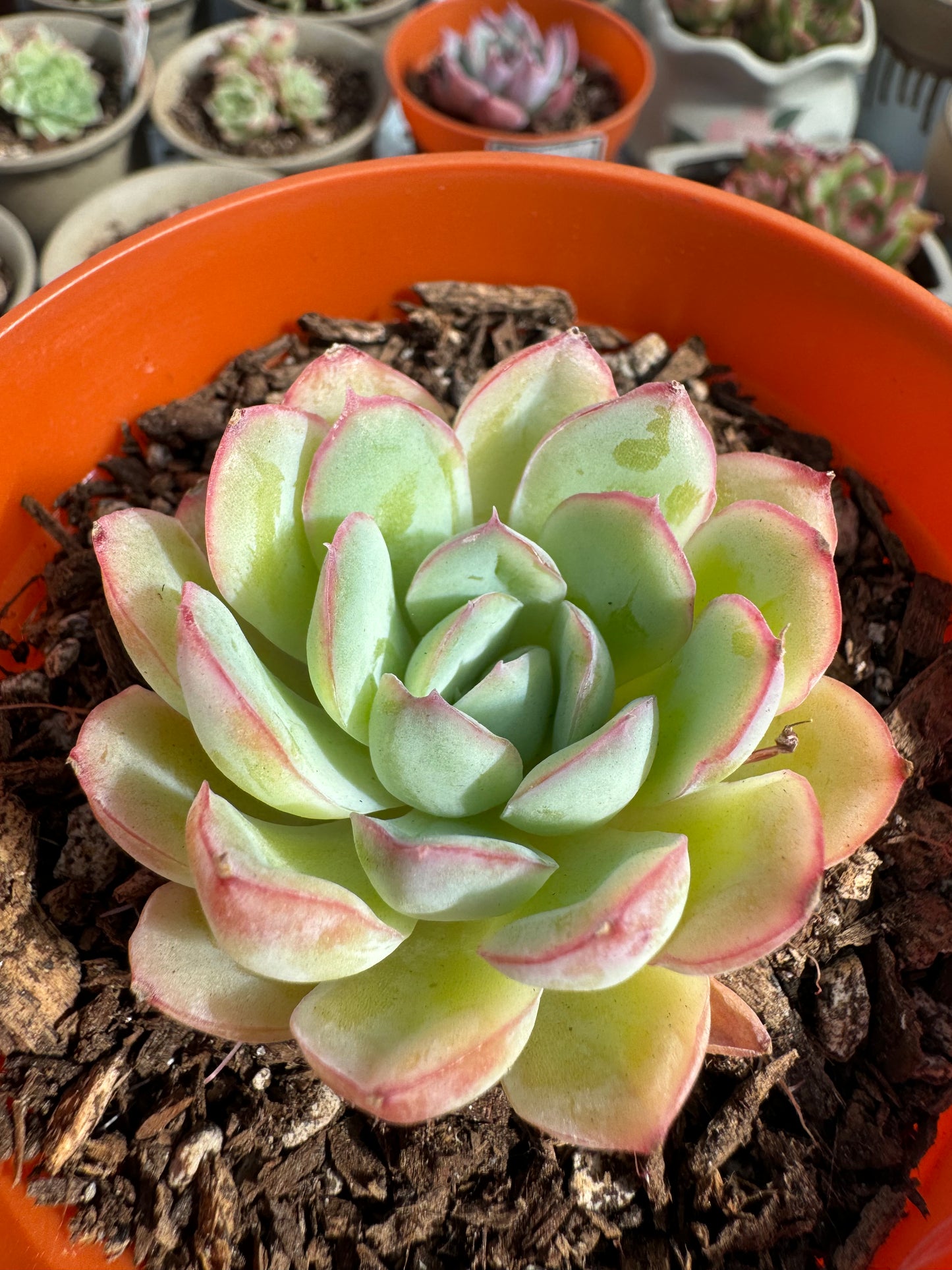 Echeveria Berry