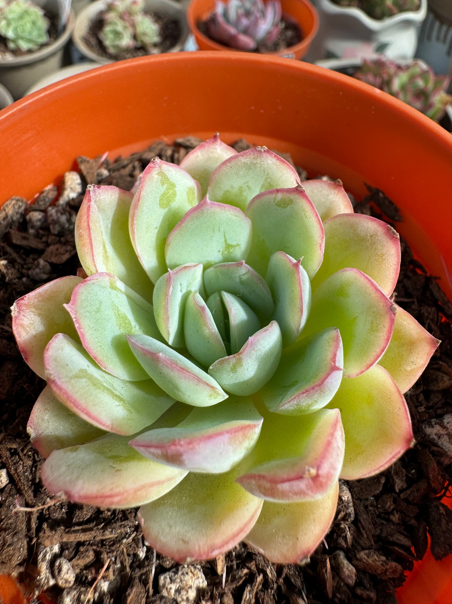 Echeveria Berry