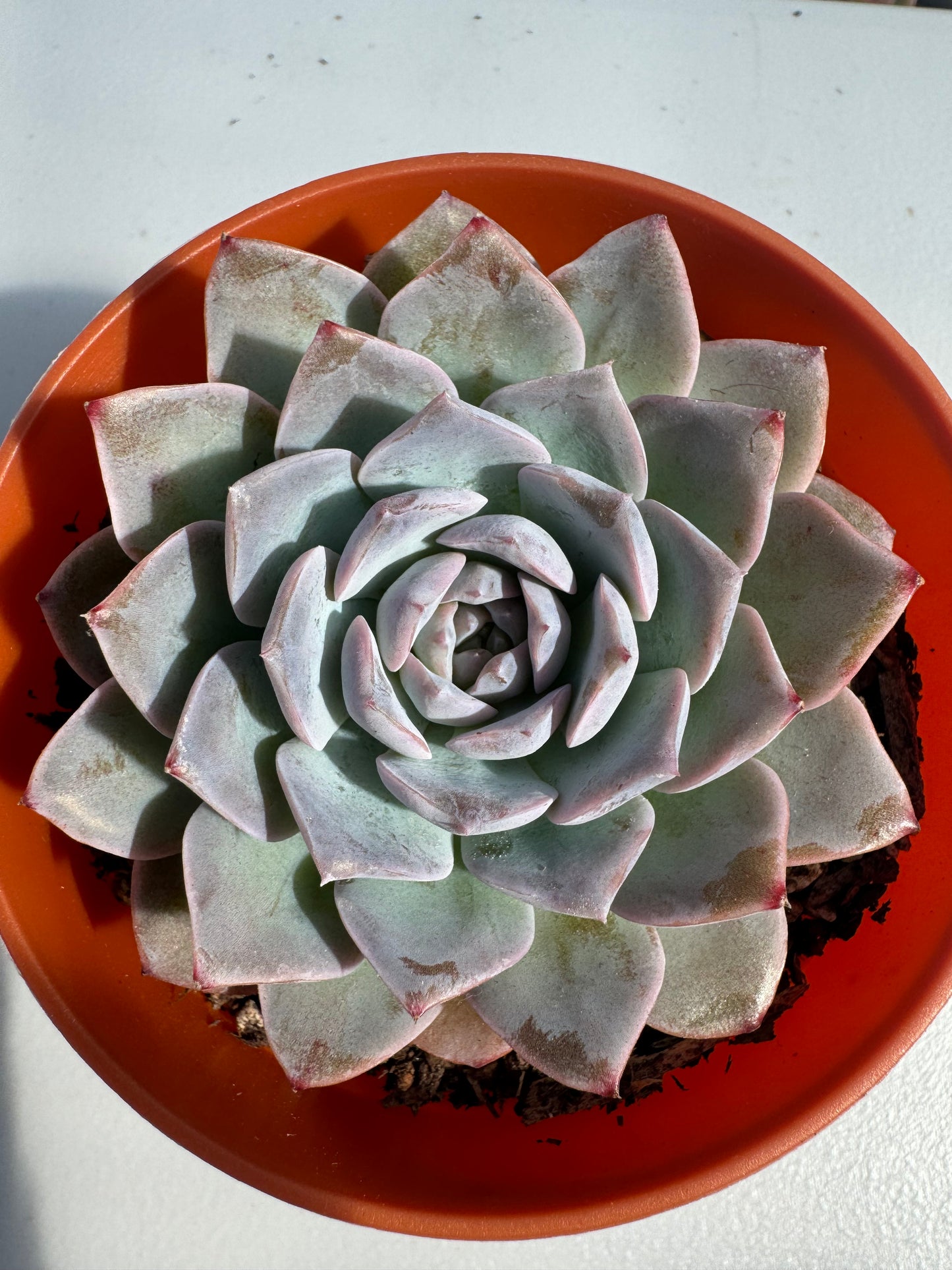 Echeveria Amazing Grace