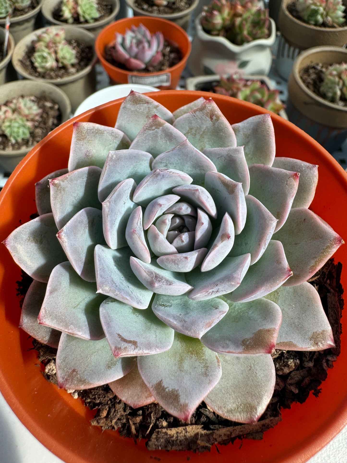 Echeveria Amazing Grace