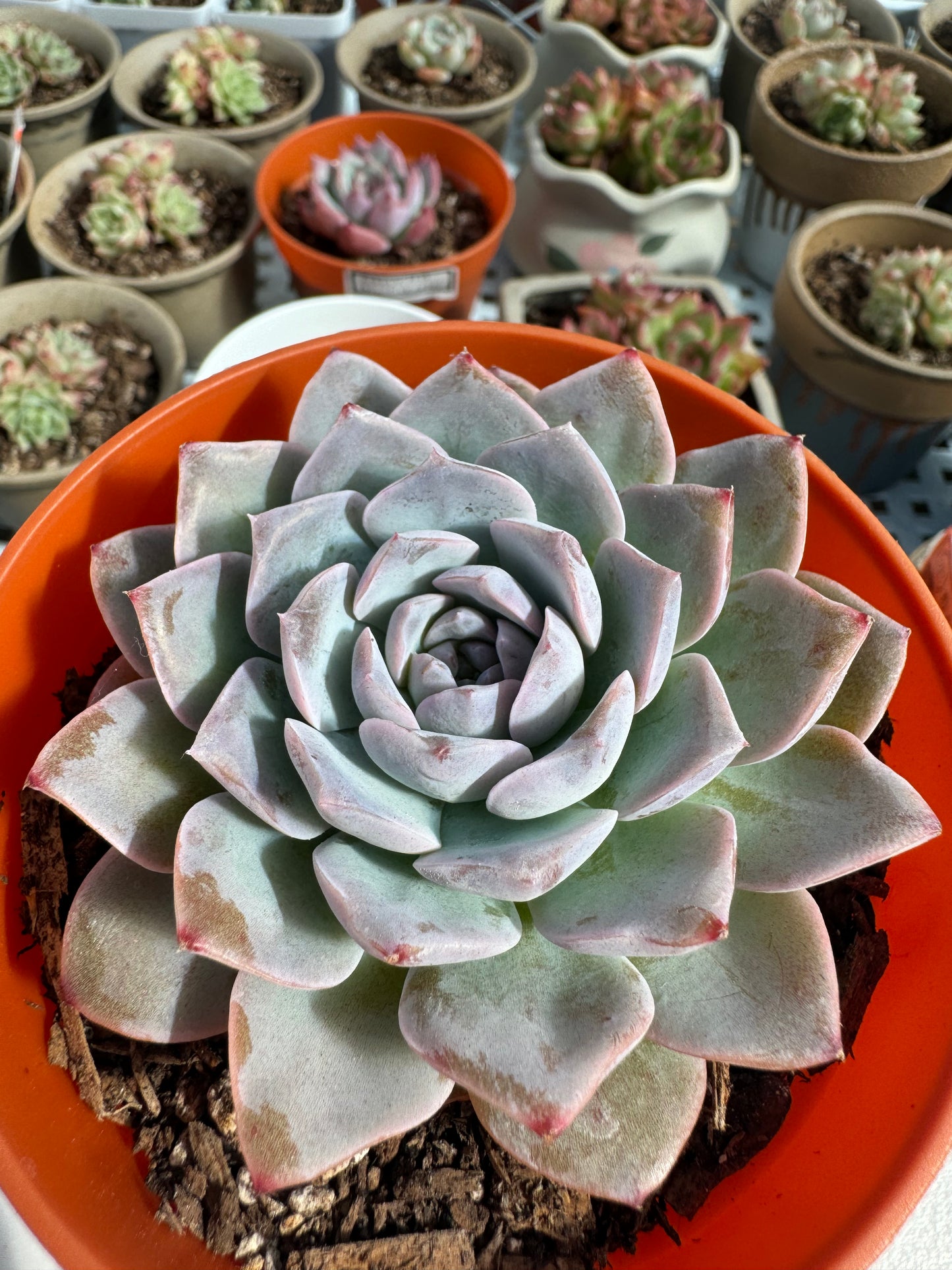 Echeveria Amazing Grace