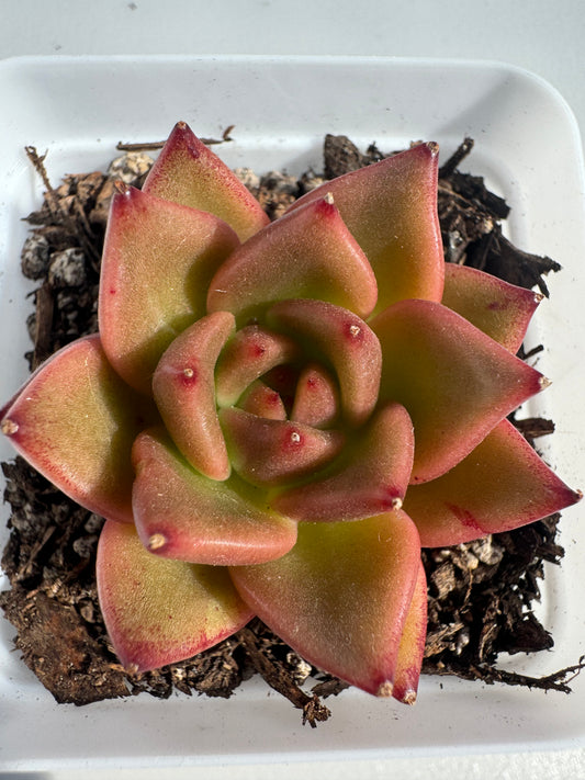 Echeveria Red Dragon