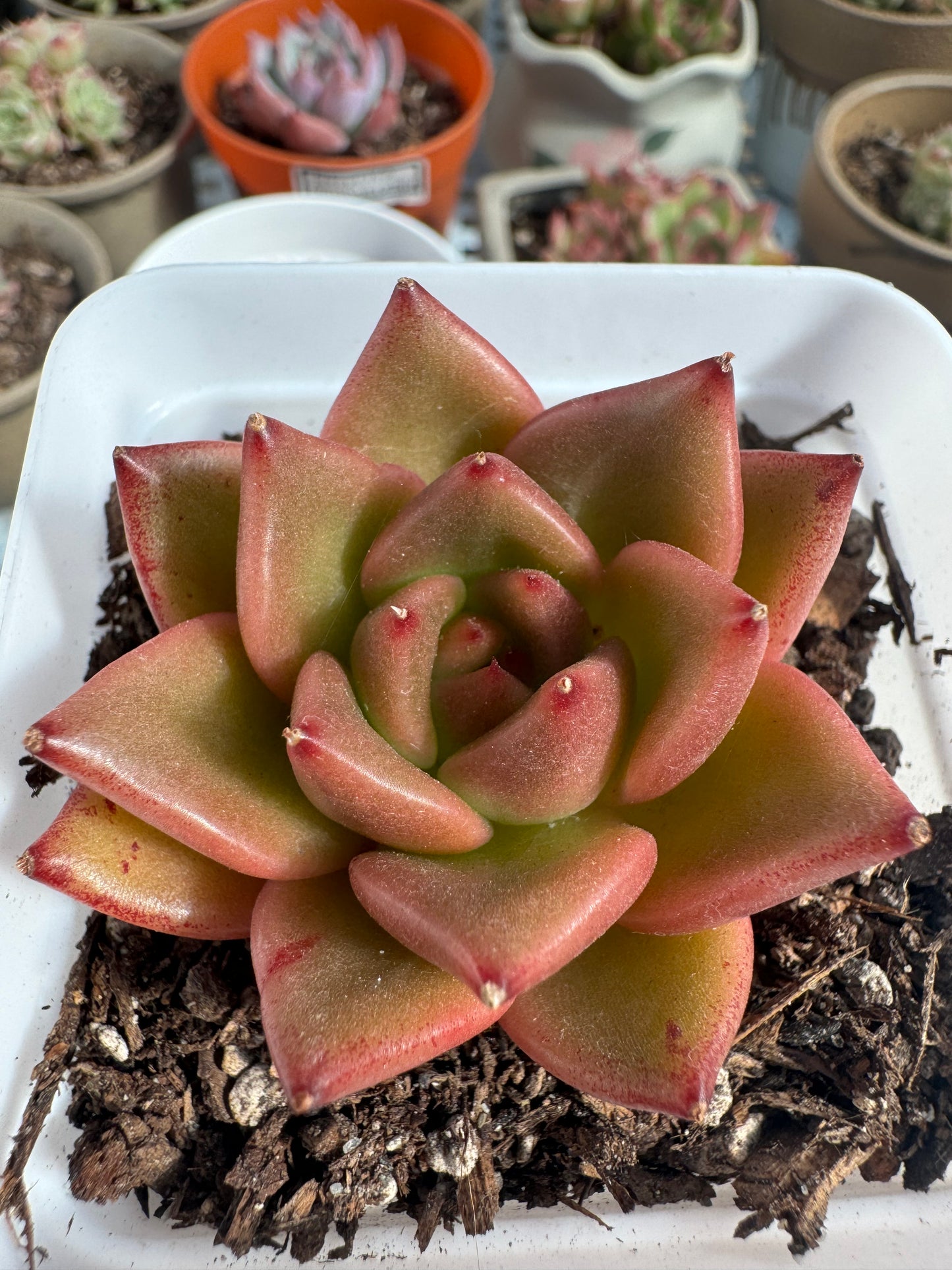 Echeveria Red Dragon