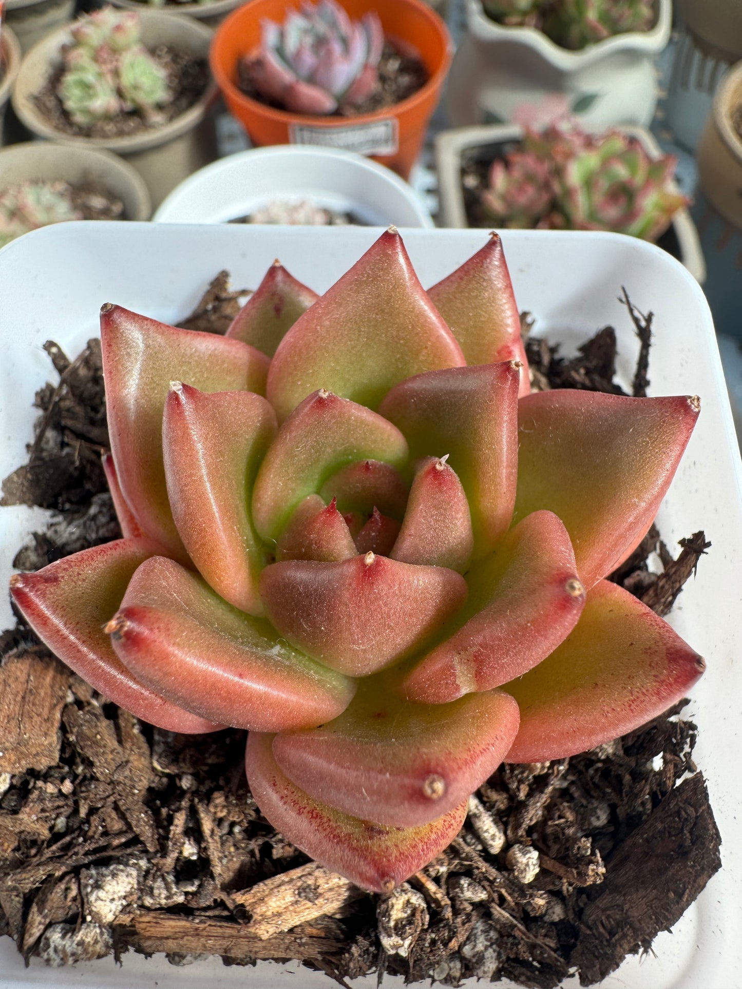 Echeveria Red Dragon