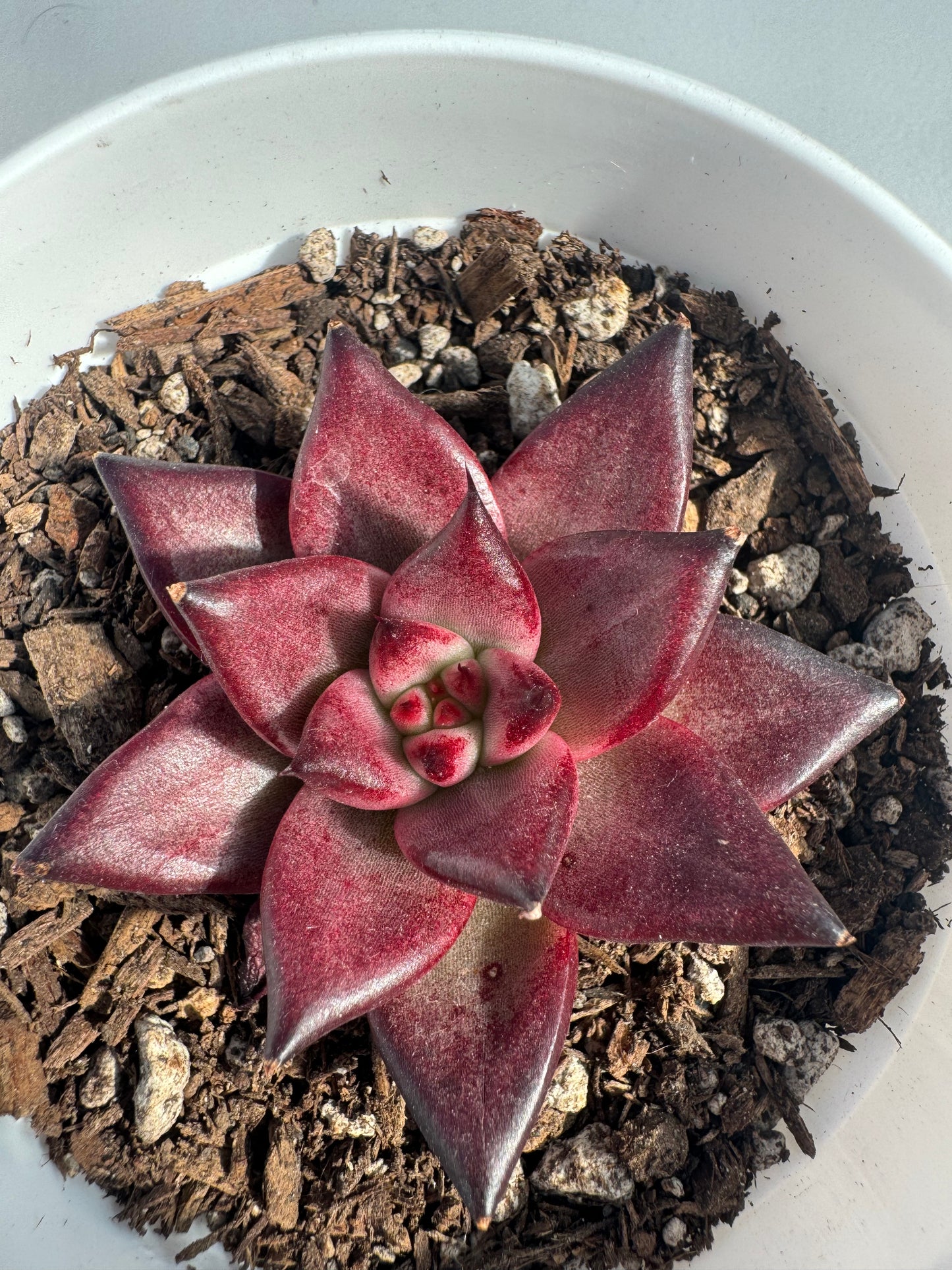 Echeveria Rocca