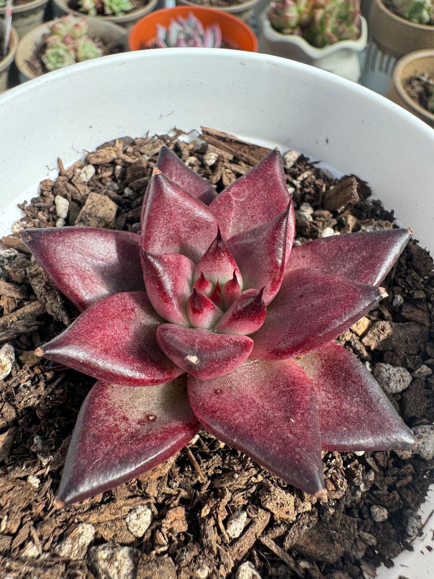 Echeveria Rocca