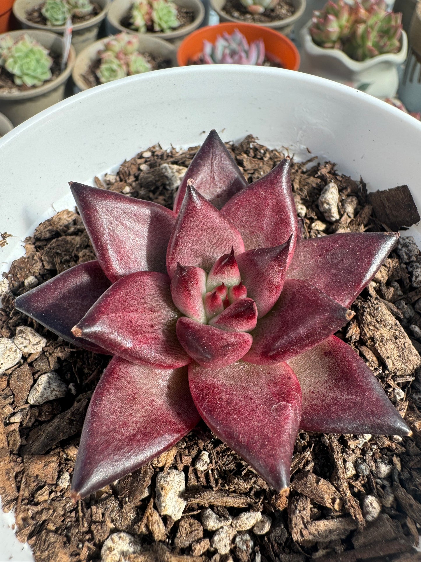 Echeveria Rocca