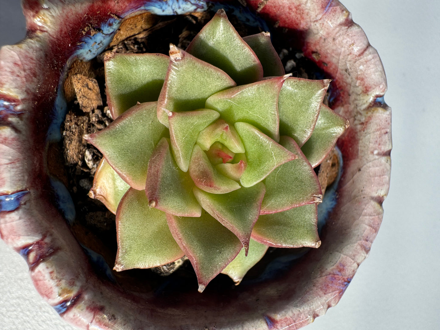 Echeveria Starfish