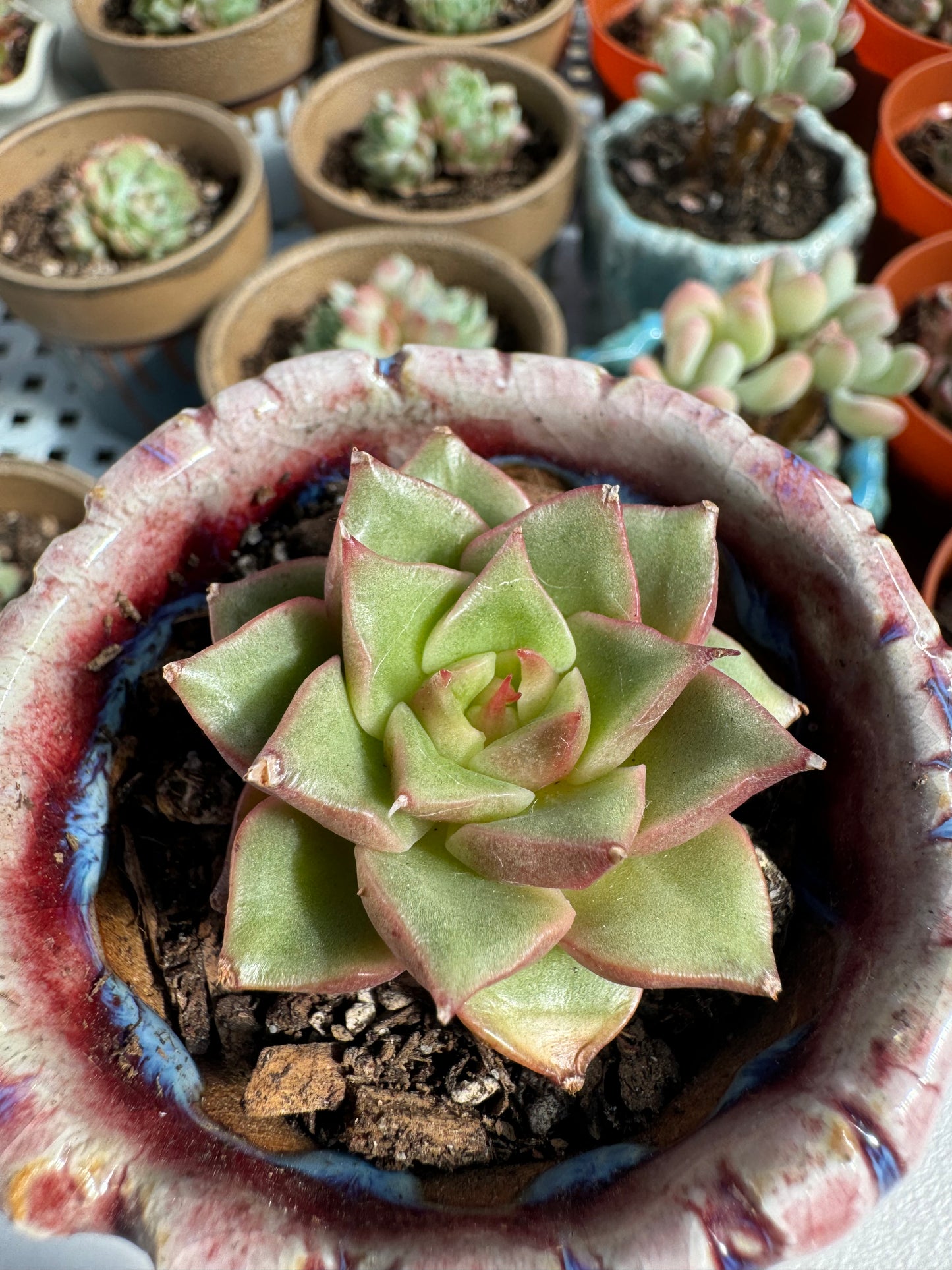 Echeveria Starfish