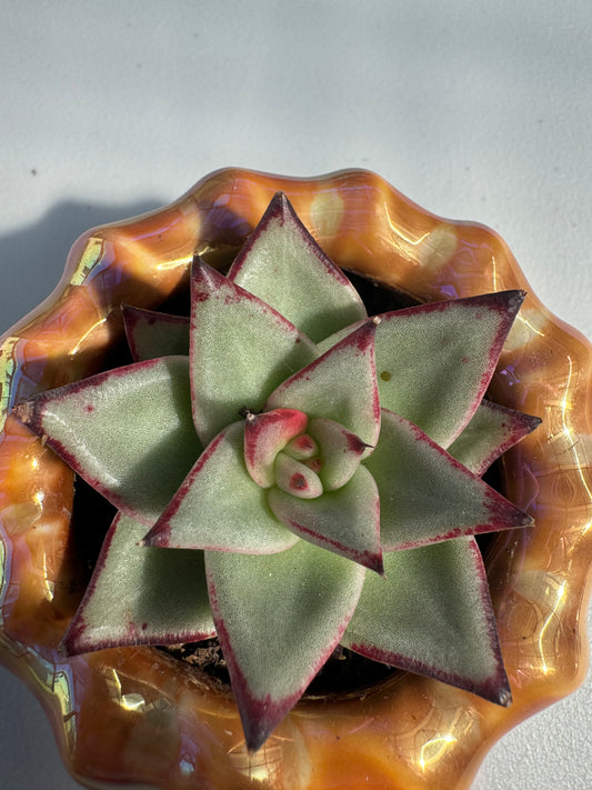 Echeveria Wu Mu