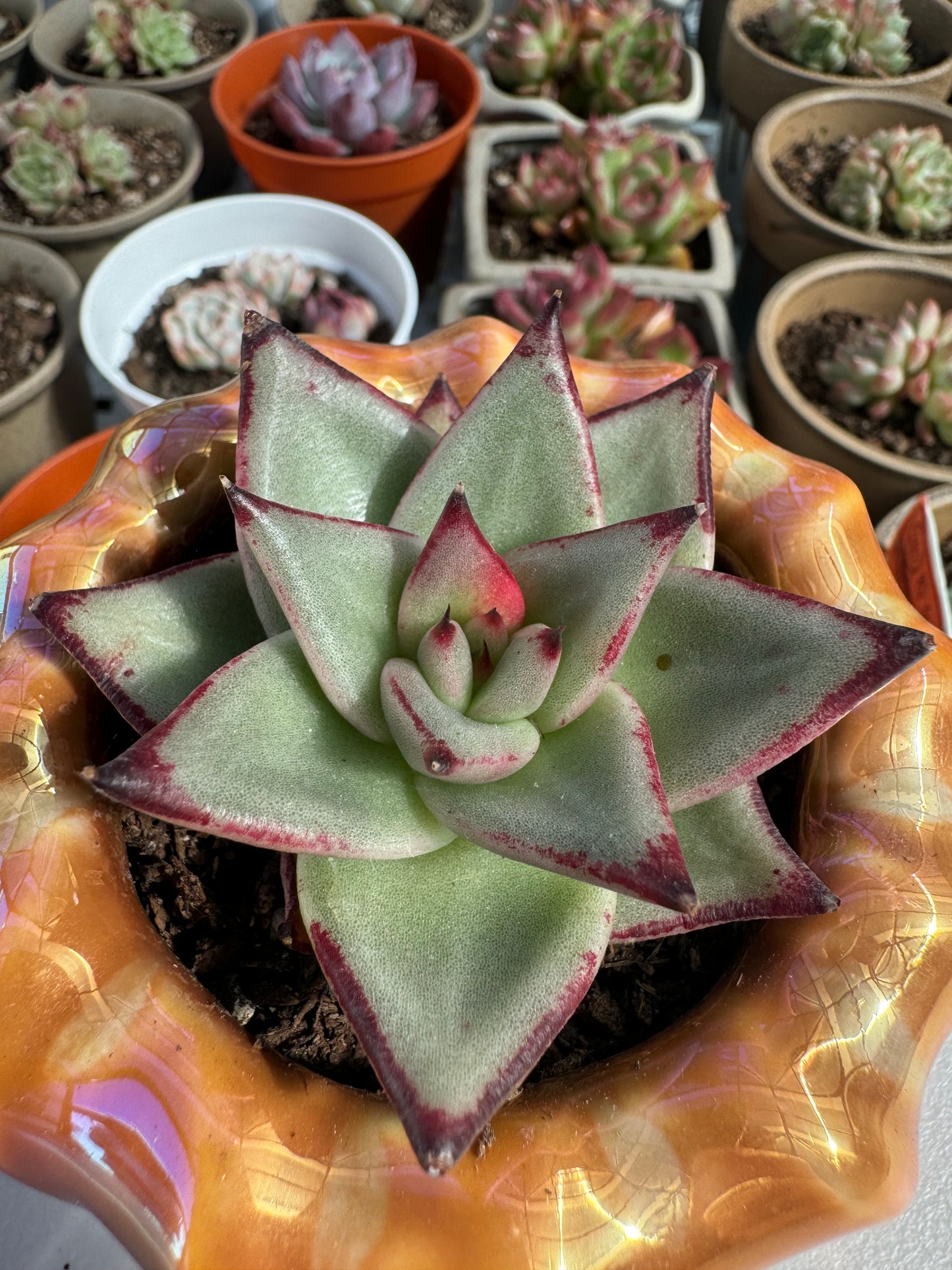 Echeveria Wu Mu