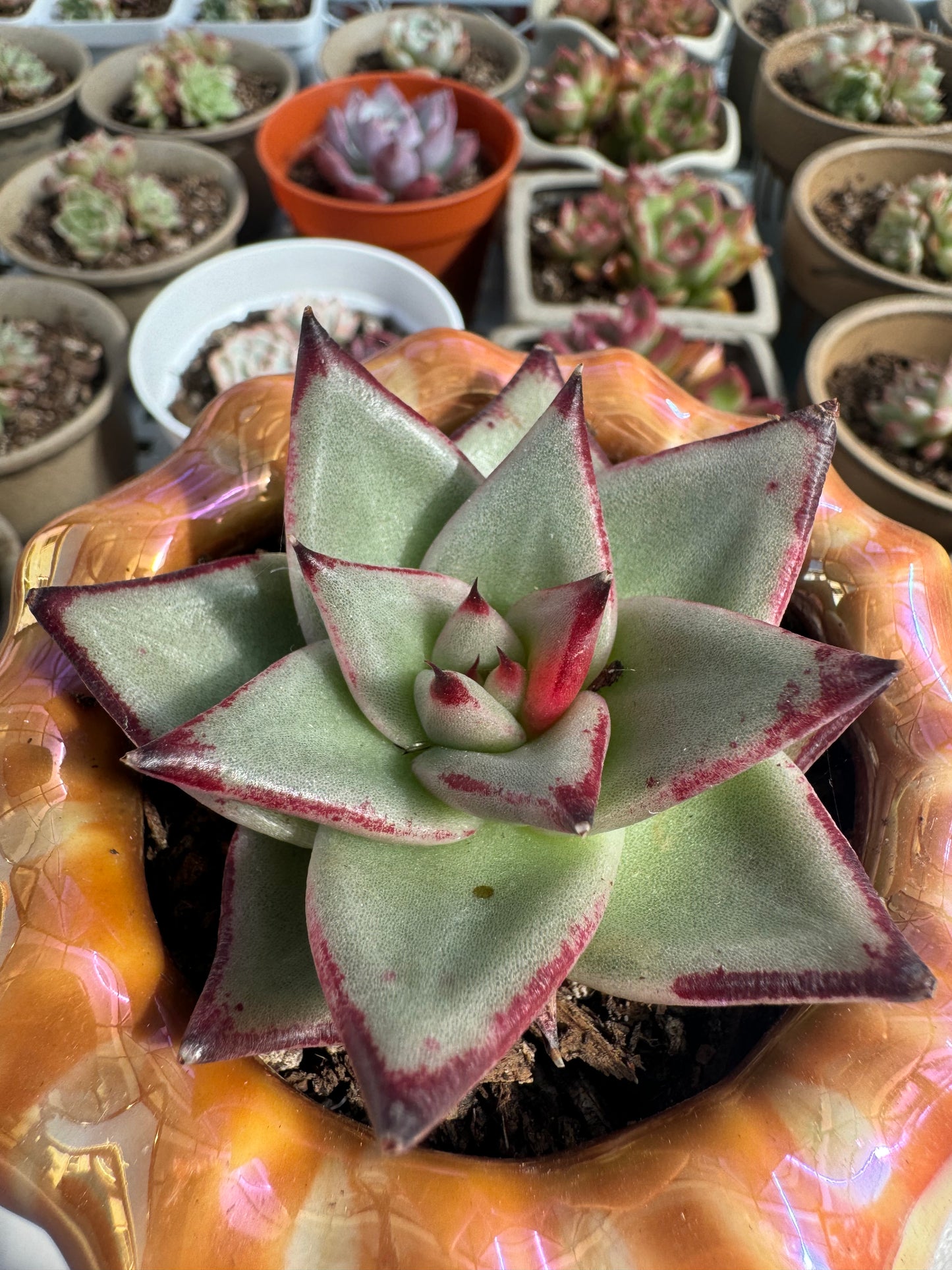 Echeveria Wu Mu