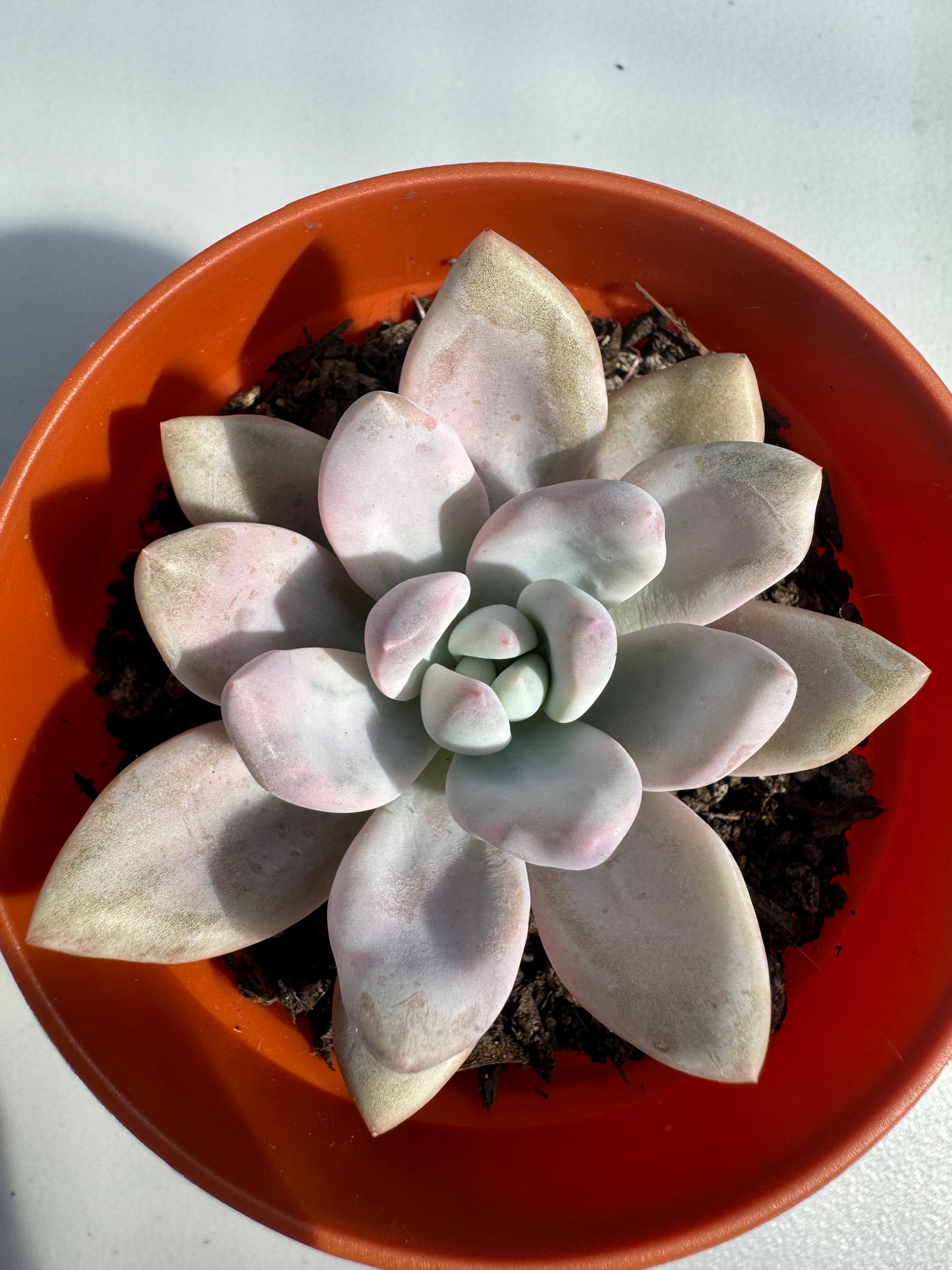 Echeveria Opp