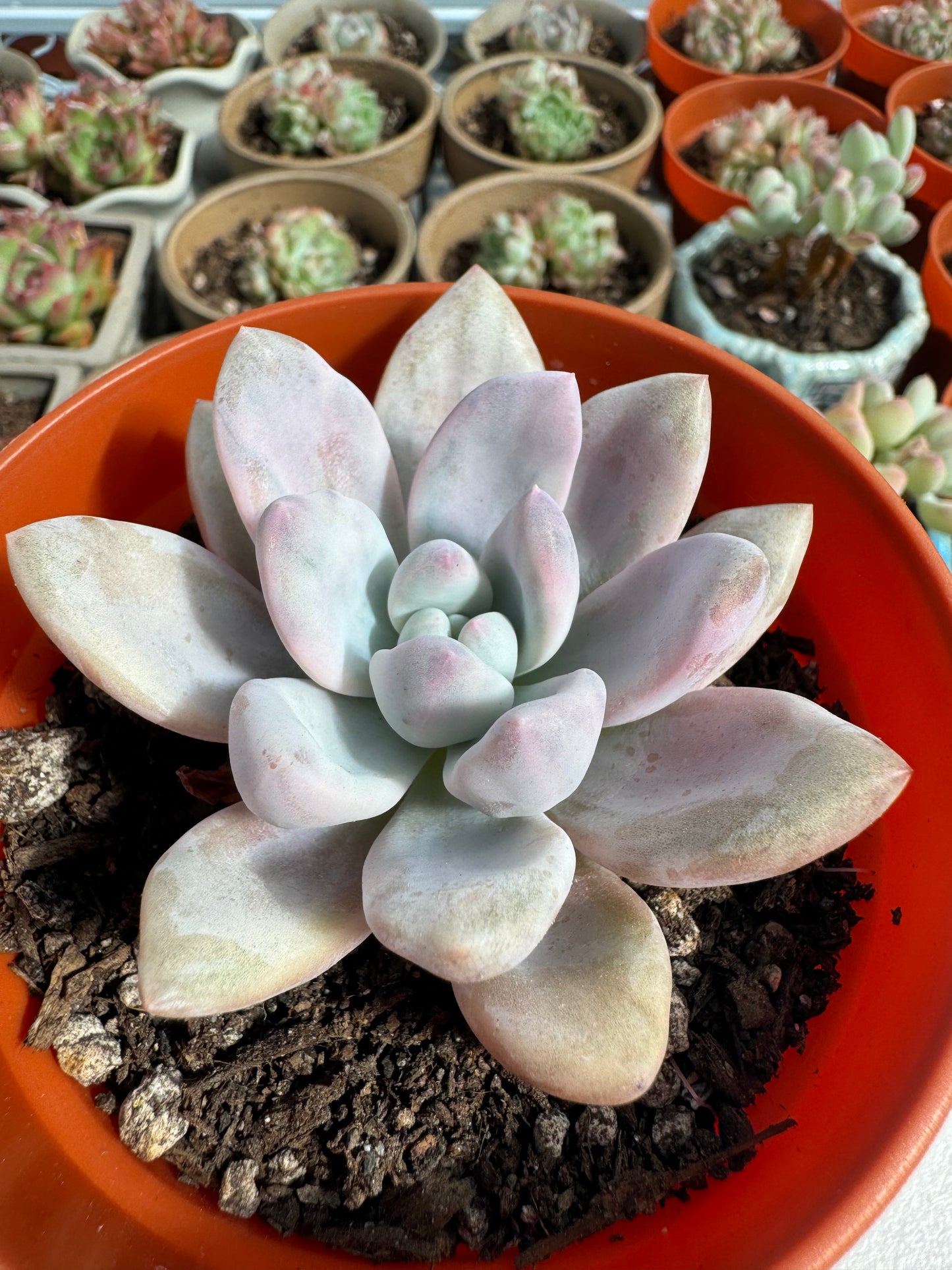 Echeveria Opp