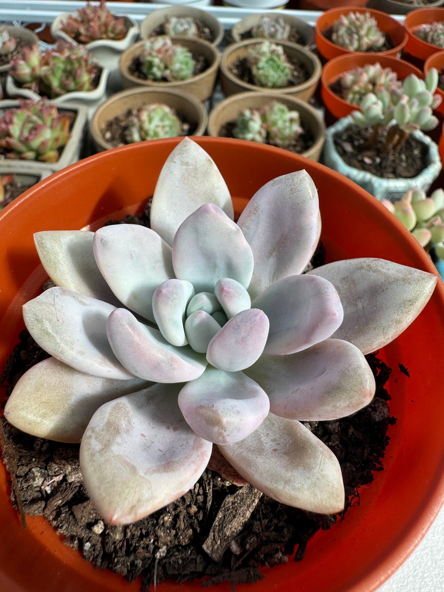 Echeveria Opp