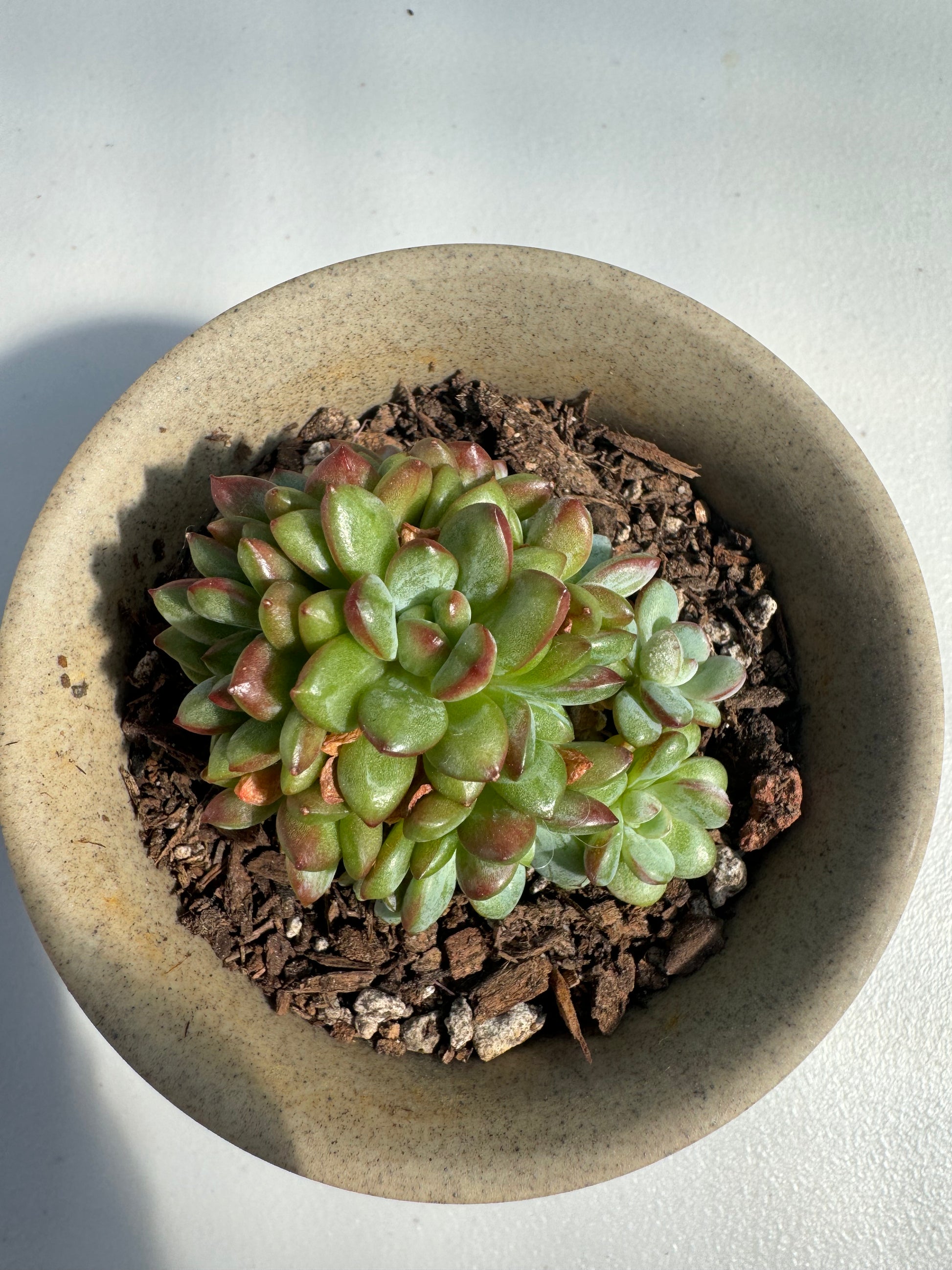 adams succulent corn Echeveria Adam