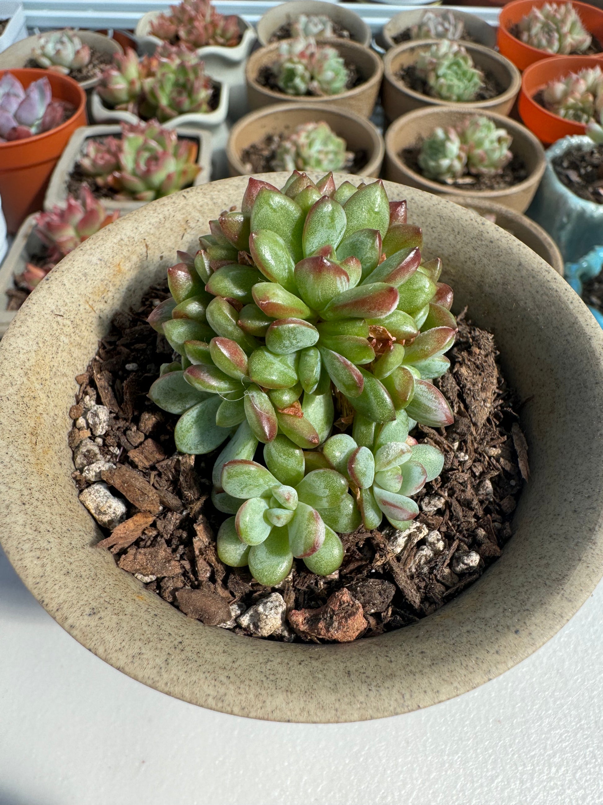 adams succulent corn Echeveria Adam