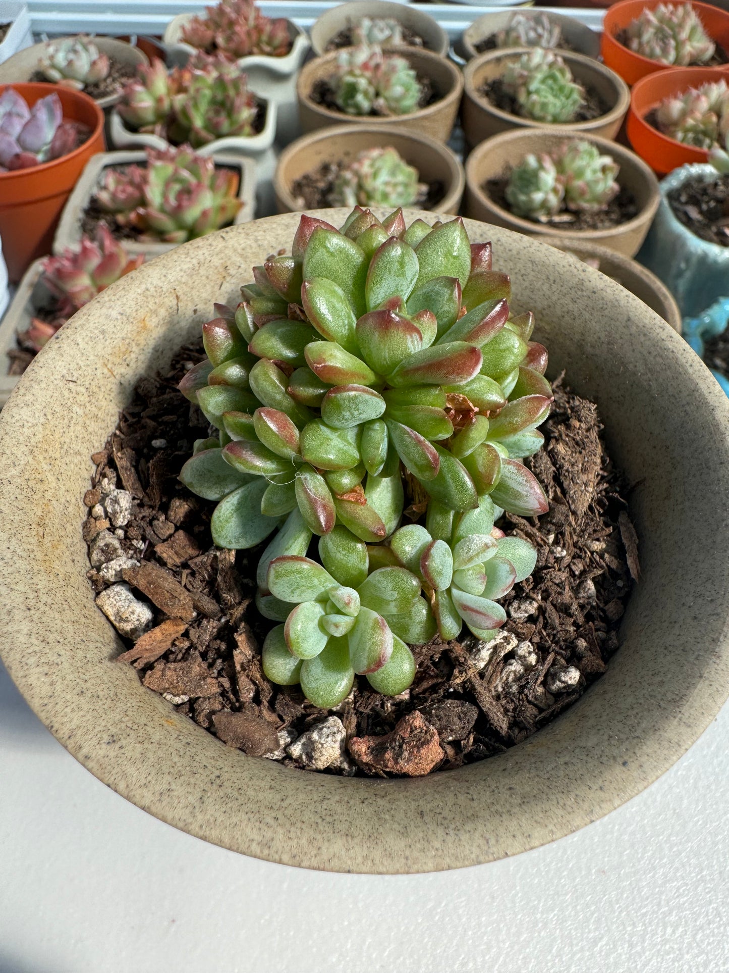 Echeveria Adam